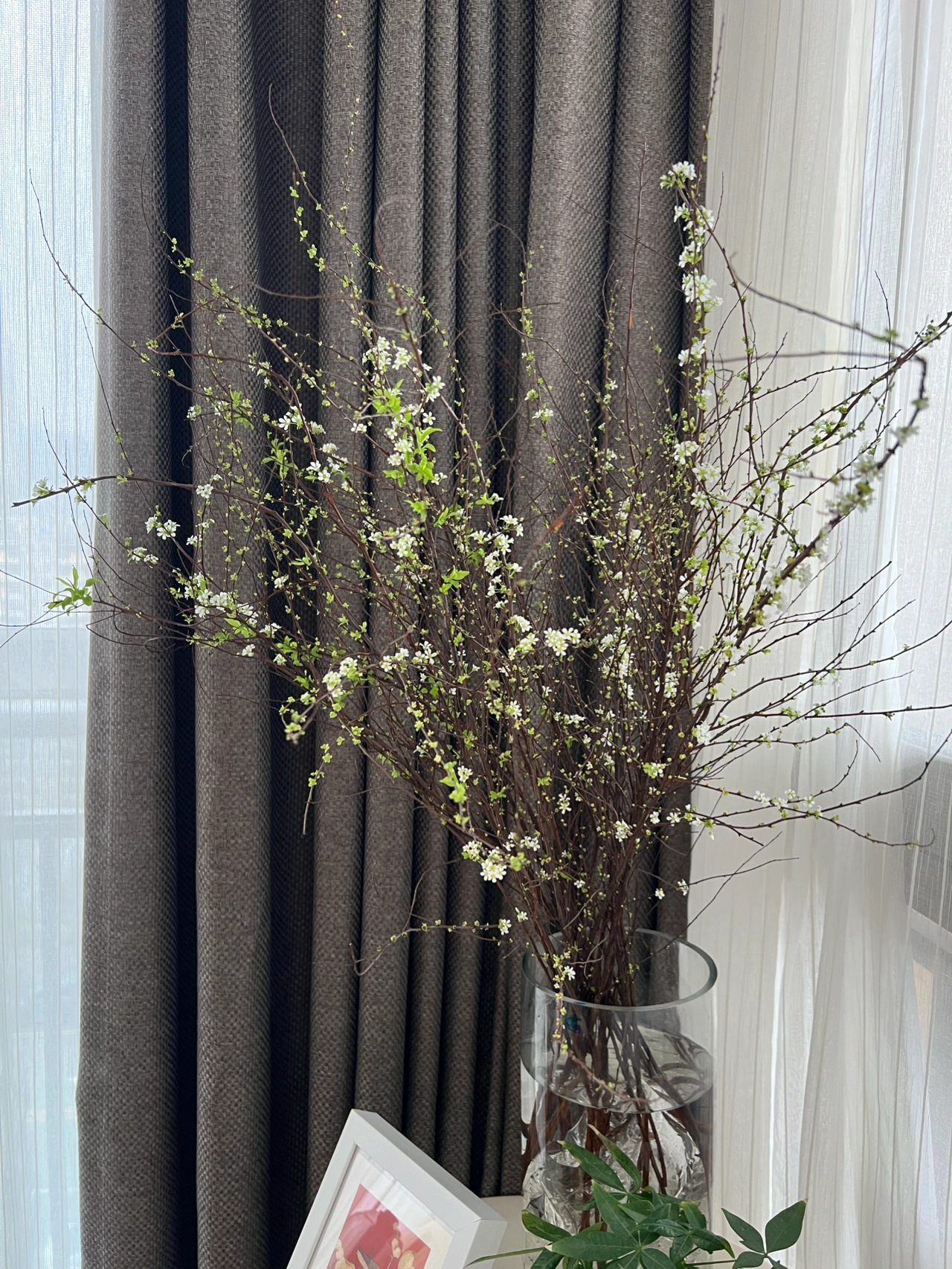 花鲜花美丽雪柳(这是我自己买的第一束雪柳)-喵神素材库