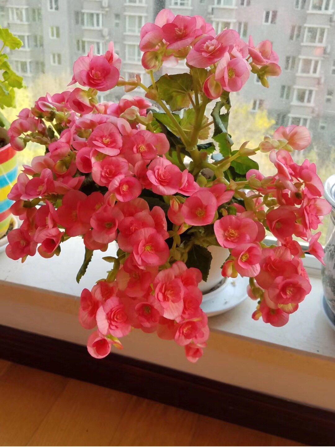 阳台花园鲜花种植(自己打造一个小花园)-喵神素材库