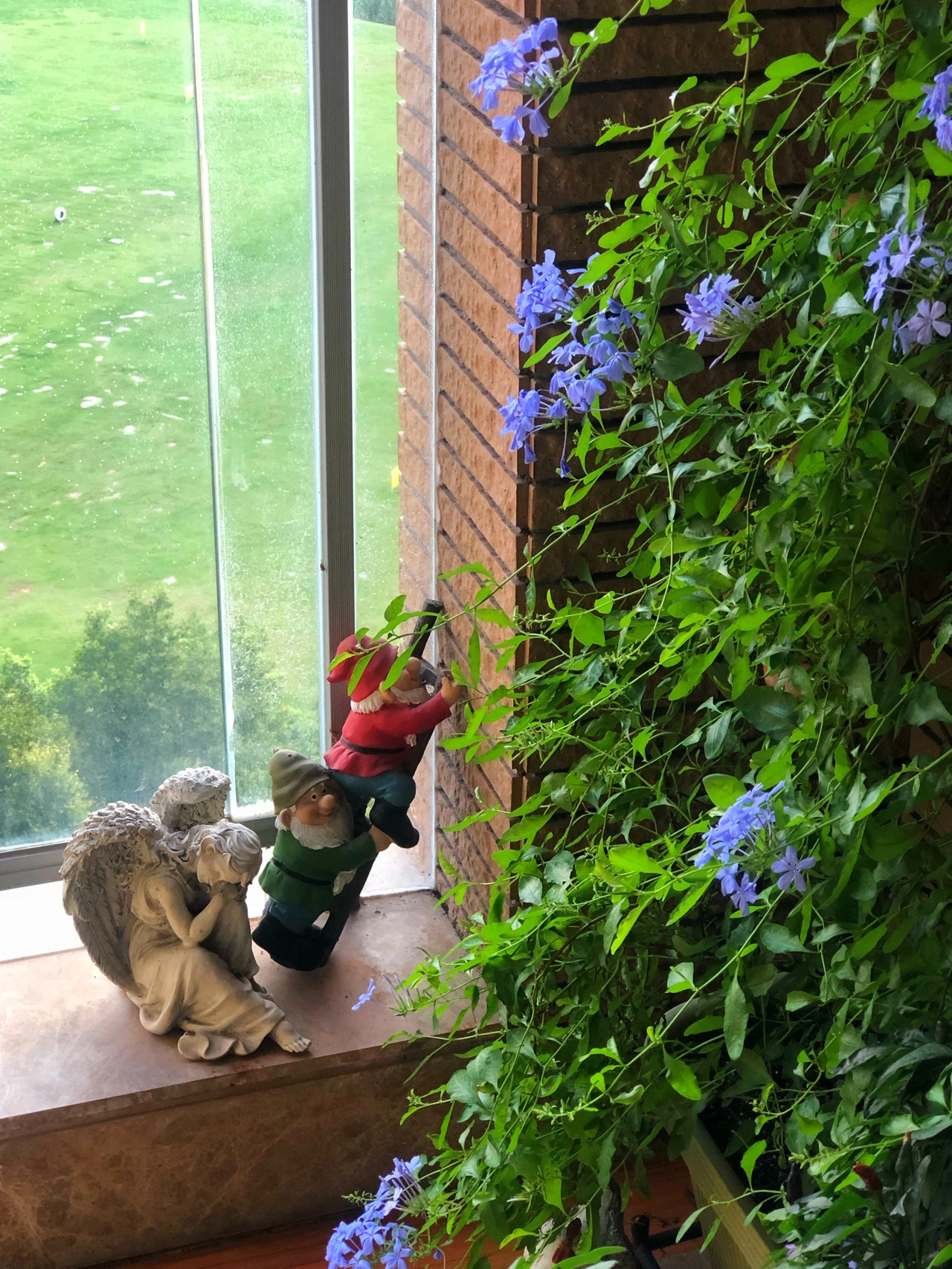 鲜花养花绿植(蓝雪“爬”得更高了，又绽放了。夏天的这抹蓝特别清凉。 )-喵神素材库