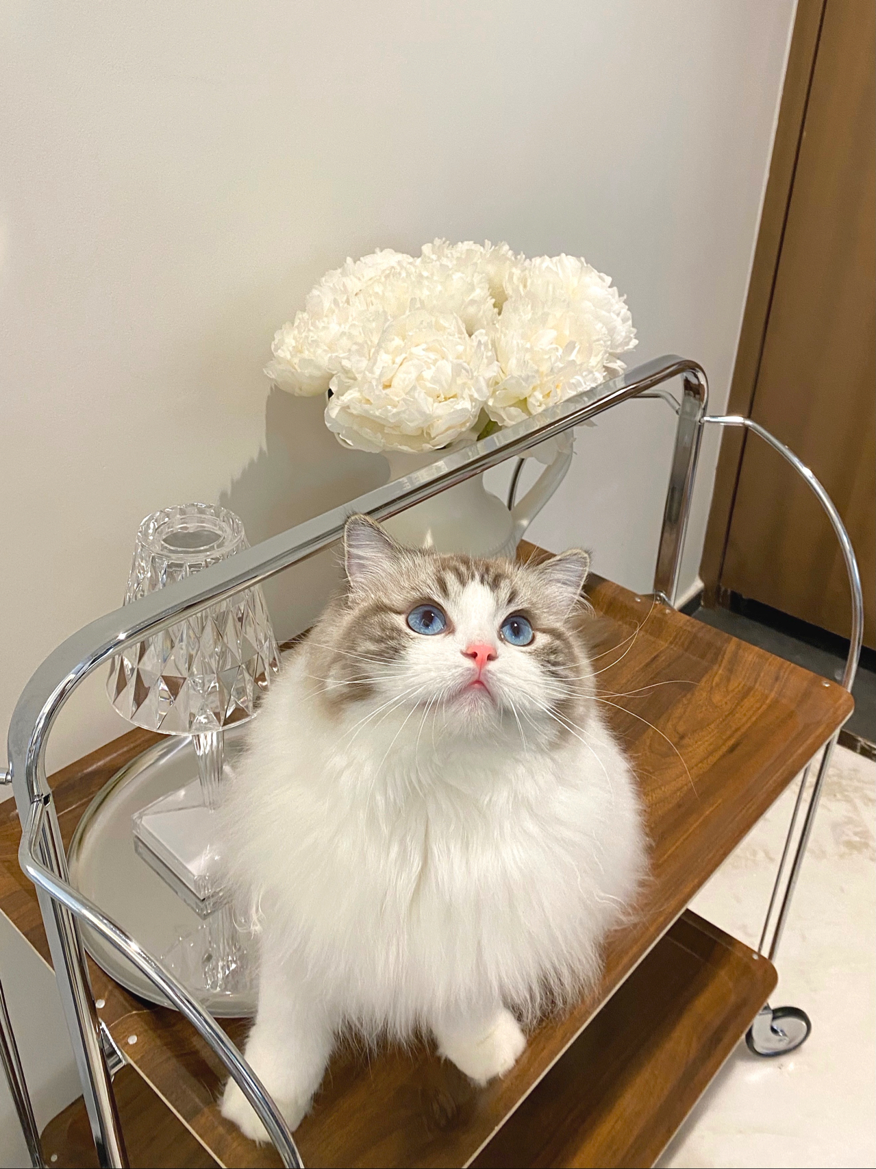 宠物萌宠猫猫咪日常鲜花玫瑰花(喜欢fafa的小猫咪又来充当围观群众了)-喵神素材库