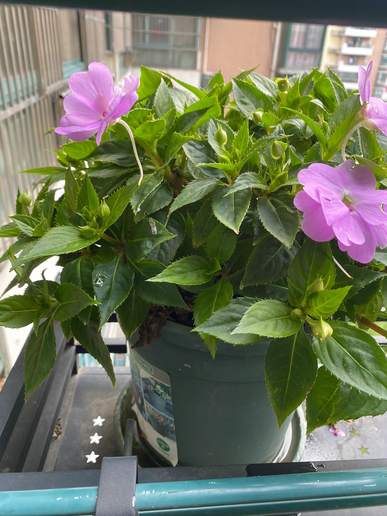 阳台鲜花绿植(阳台盆栽 )-喵神素材库