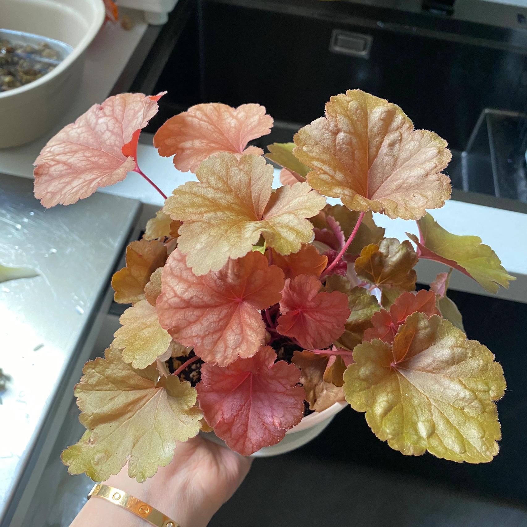 养花鲜花绿植美好生活日常(厨房的窗户边上也可以放几盆矾根\\t)-喵神素材库