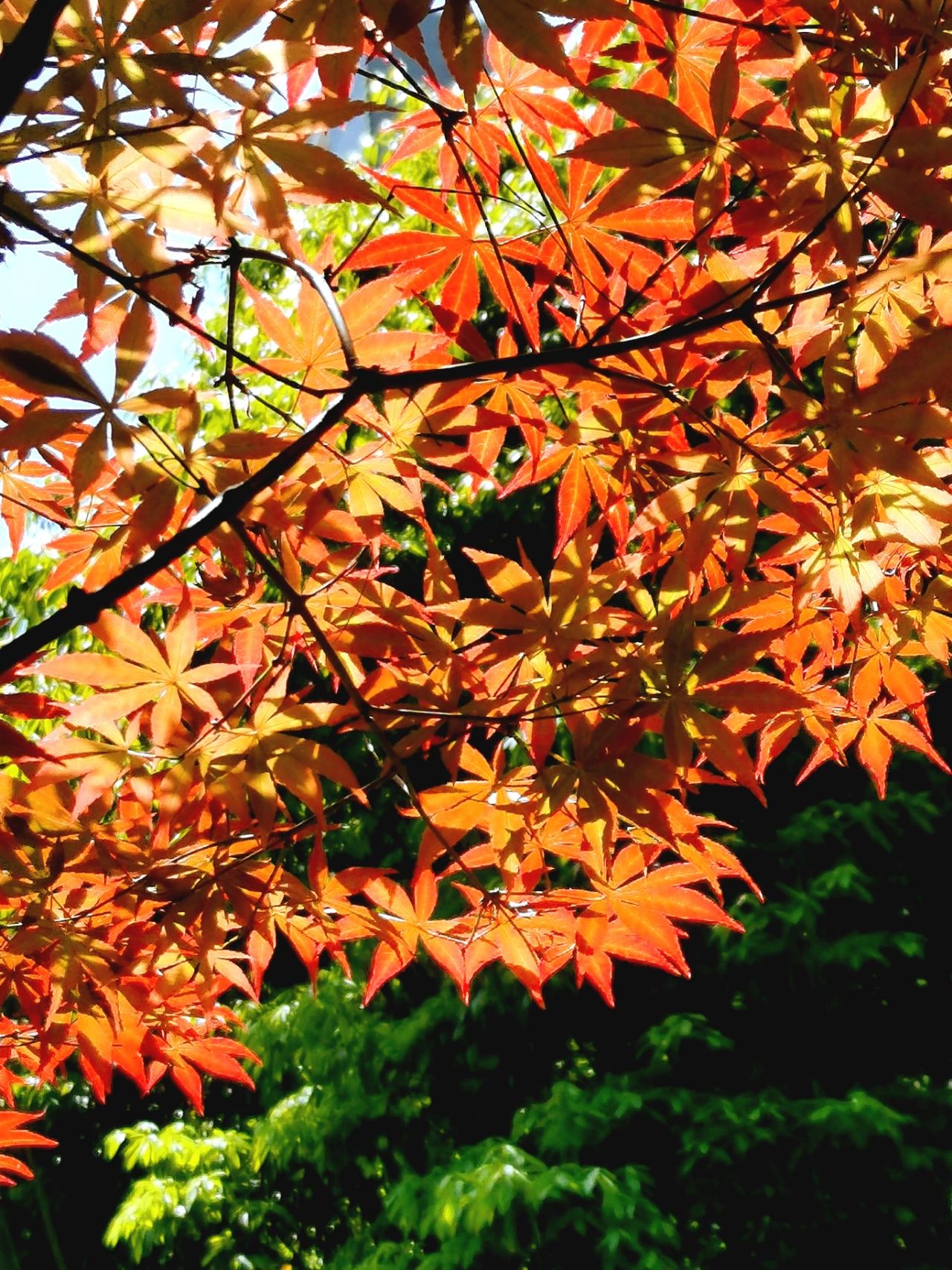 风景鲜花花卉阳台(转眼间，4月走到了尽头)-喵神素材库