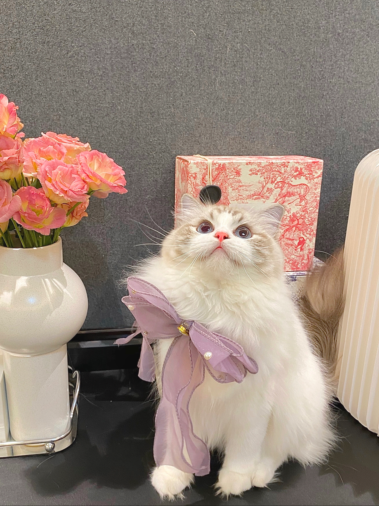 宠物萌宠猫猫咪日常鲜花玫瑰花(偷心小贼波妞is online大家快捂好小心心)-喵神素材库
