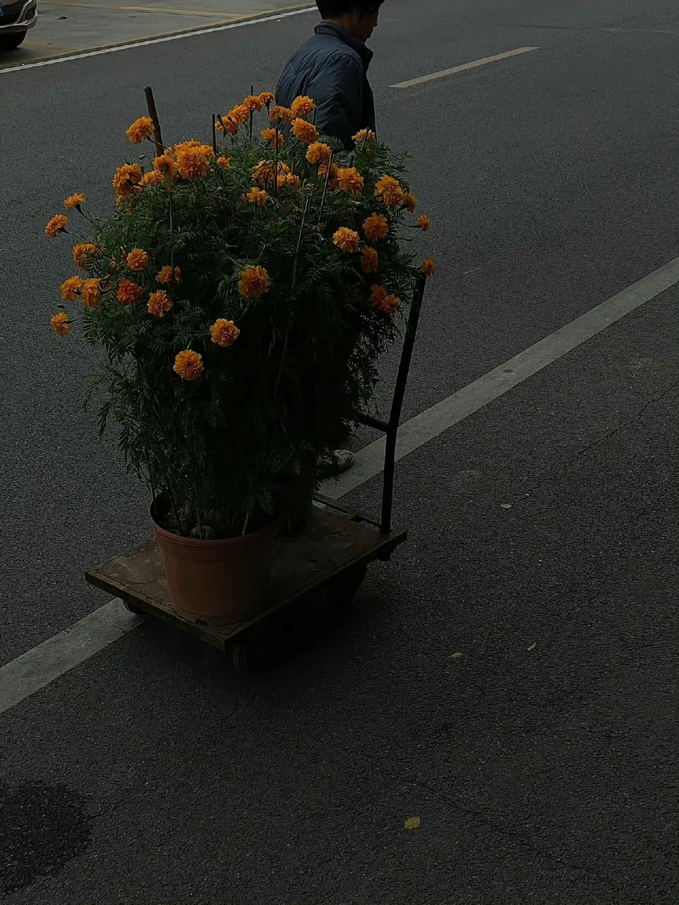 鲜花花卉奶茶排队(今年的疫情,战争,空难,都在提醒我们最宝贵的就是平安健康。 ​​​ )-喵神素材库