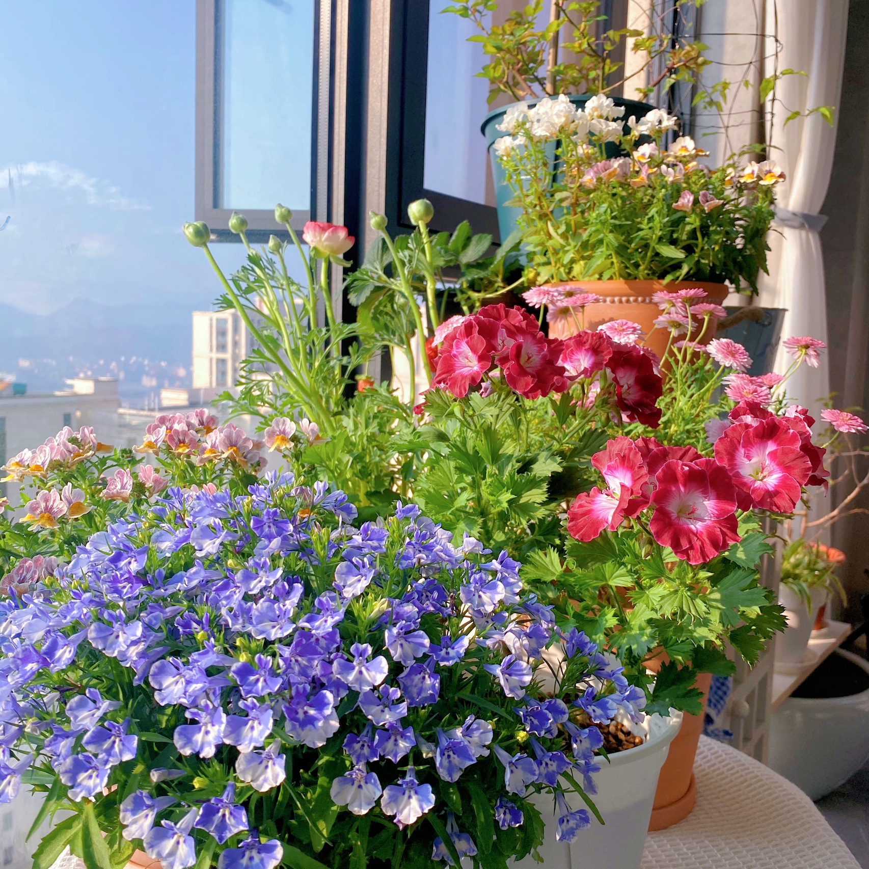 阳台花园鲜花花卉(真漂亮)-喵神素材库