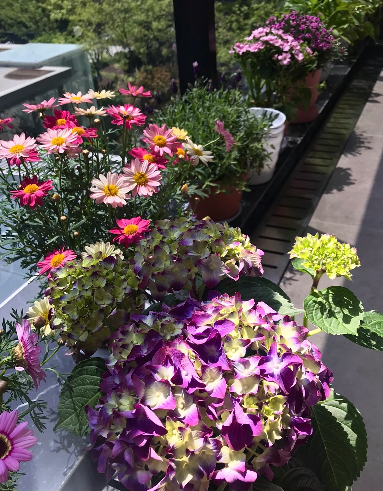 阳台鲜花绿植插花(收拾好的阳台，看着心情舒畅)-喵神素材库