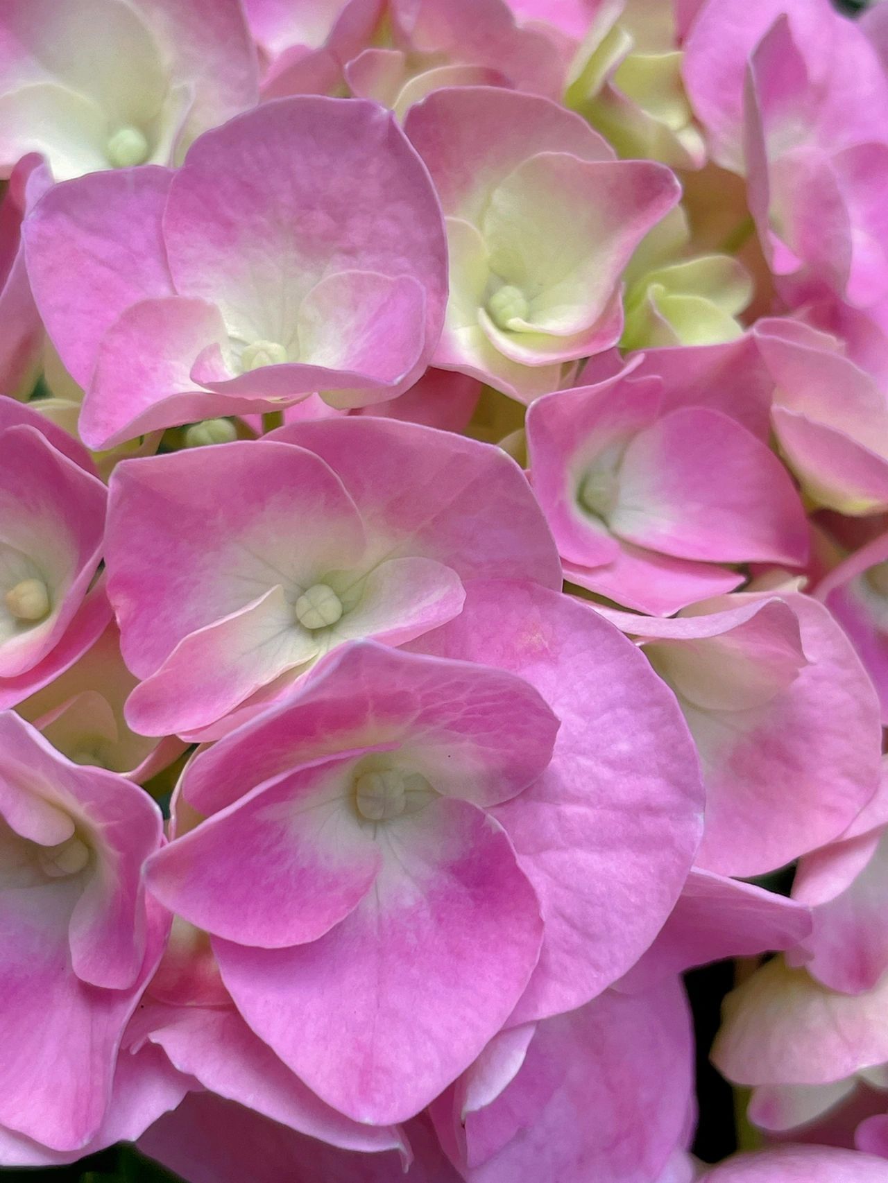 鲜花花卉绿植(是不是被骗了？)-喵神素材库