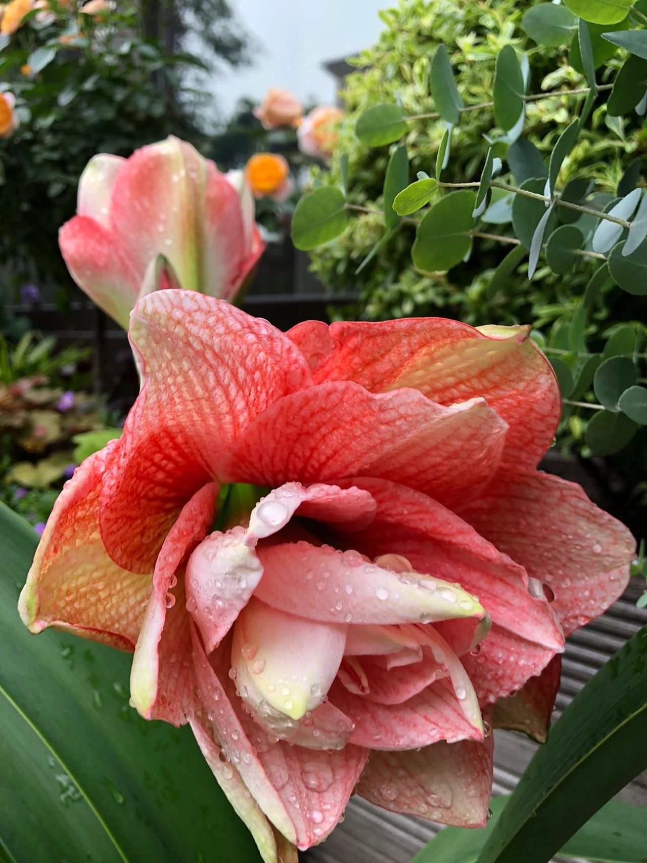 花园鲜花花卉绿植(我的秘密花园  )-喵神素材库