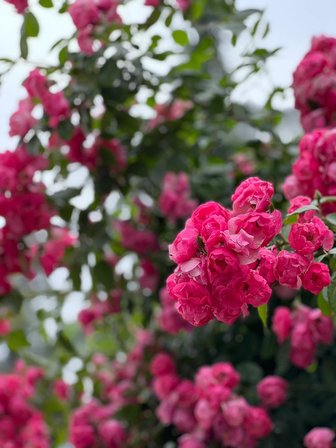 书桌笔记本书法练字鲜花花卉(那就去改变，在自己能承受的基础上，越好越好)-喵神素材库