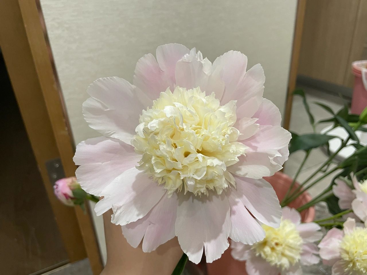 鲜花花束插花花艺芍药花(留住芍药的美！ )-喵神素材库