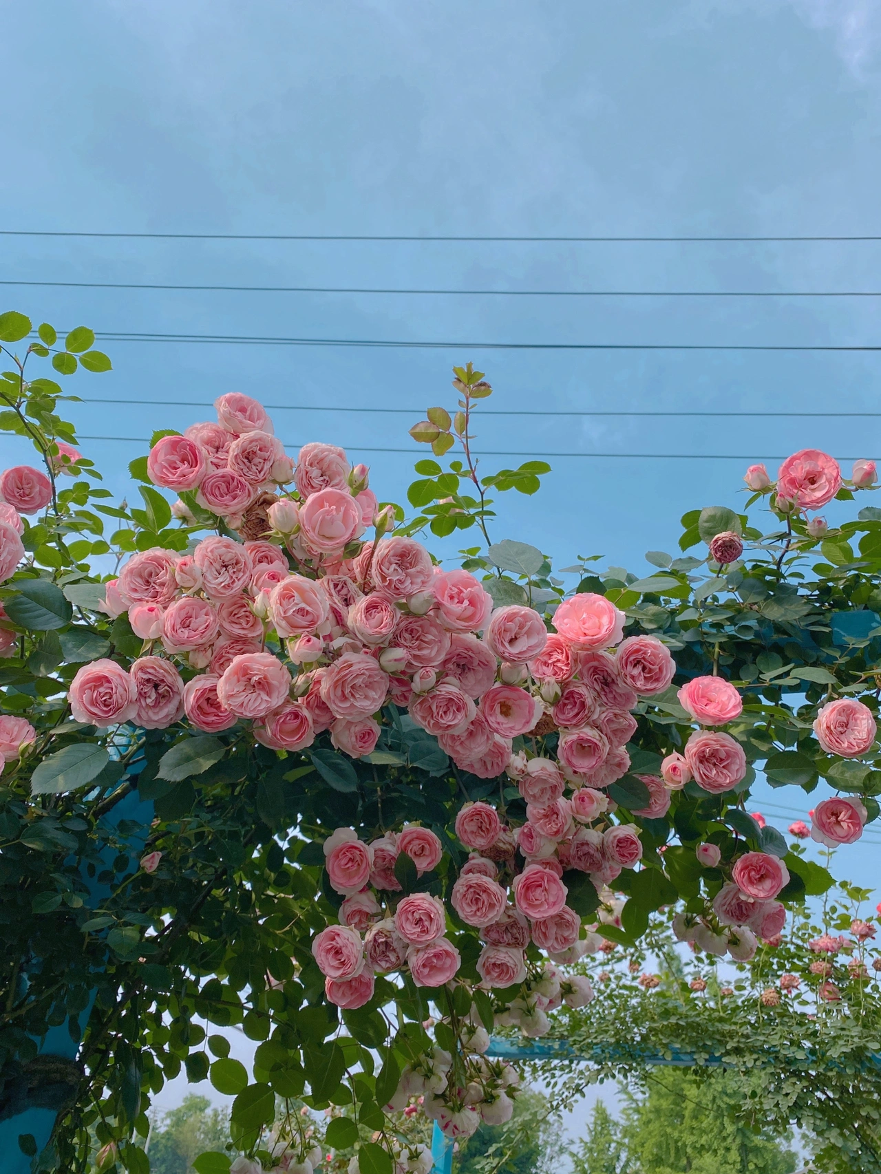 花廊鲜花花卉(疫情前的春天  那时候还说不会剪短发，结果今年就剪掉了)-喵神素材库