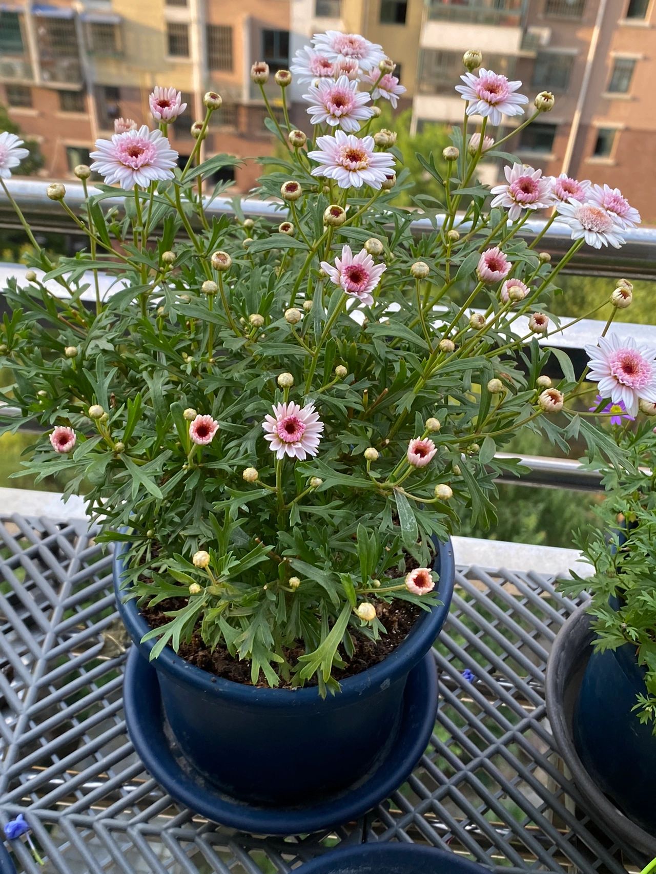 4玛格丽特小雏菊阳台鲜花绿植(阳台花园 )-喵神素材库