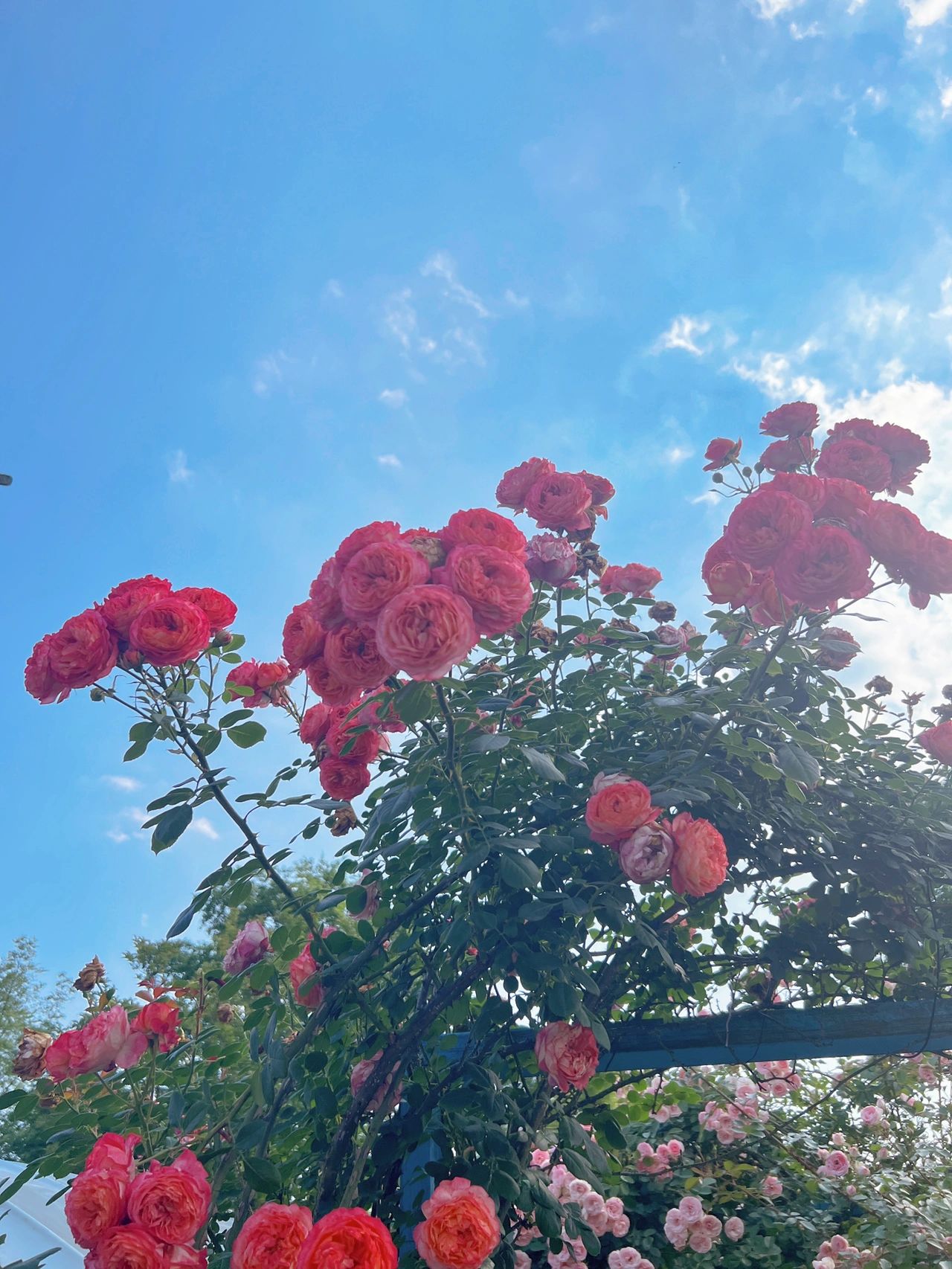 景观庭院鲜花种植花卉(院子的第三年，花正开，阳光正好。一切都在往好的地方发展吧！)-喵神素材库