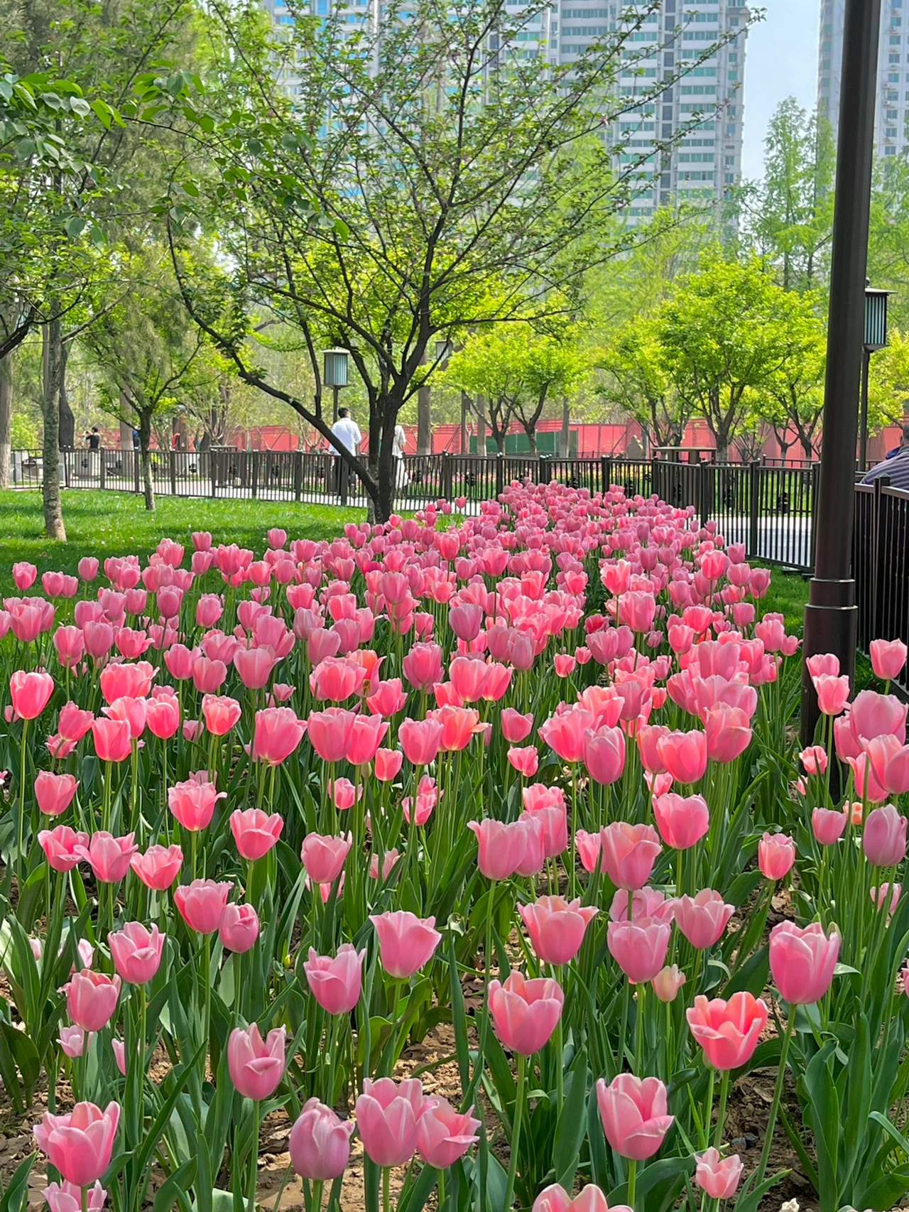春景鲜花摄影拍照( 溜达一圈)-喵神素材库