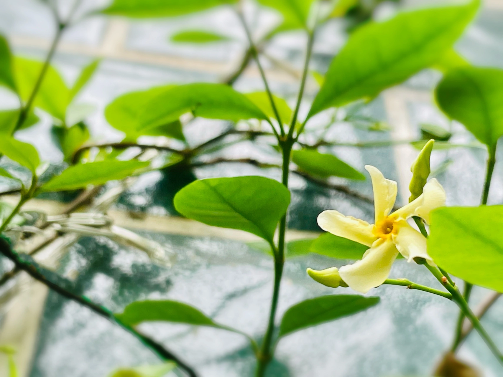 7风车茉莉绿植鲜花黄色白色(我养了两棵风车茉莉，一黄一白。不知道是不是光线原因，黄风车比白风车长的更好开花也更早)-喵神素材库