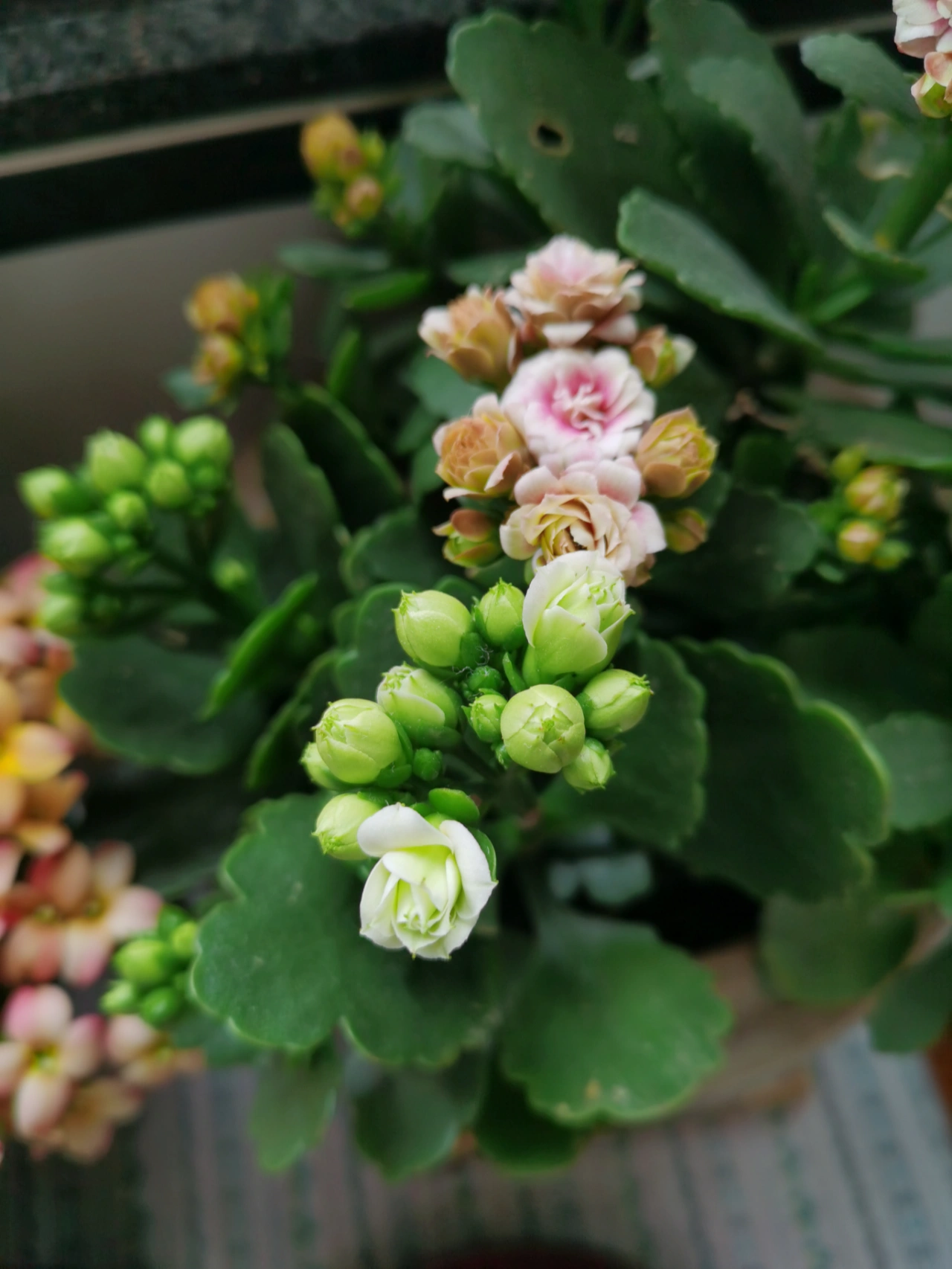 长寿花鲜花美景拍照(万物皆有灵！)-喵神素材库