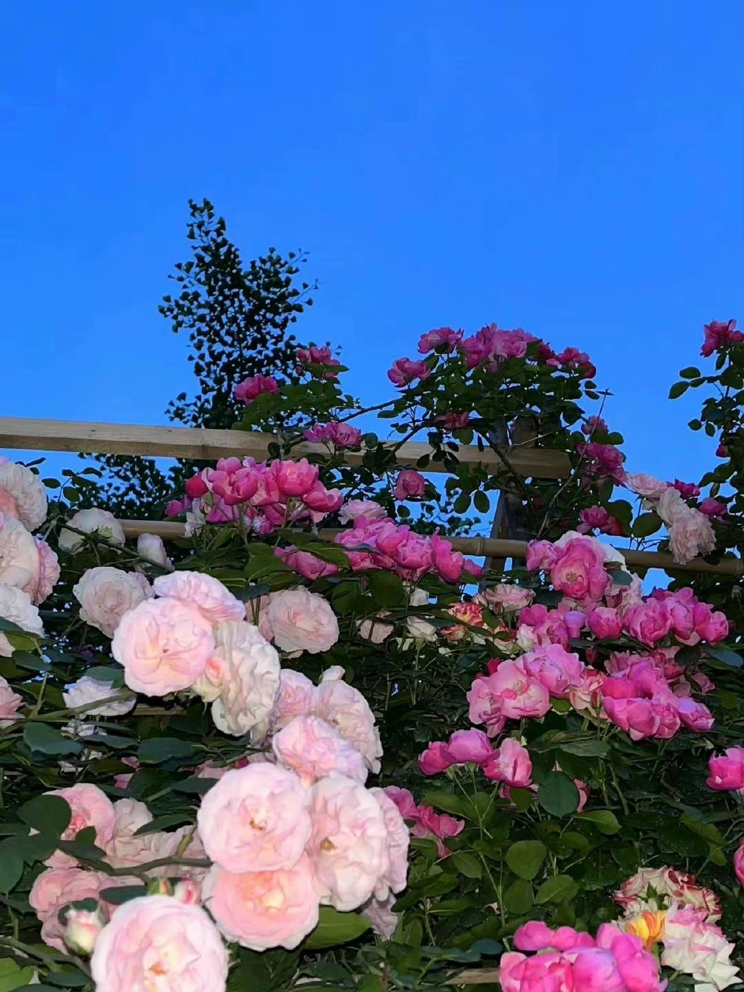 花园花卉鲜花(离开你不是因为你不够好,是因为我跟你在一起状态不好,你很容易激发我的极度焦虑暴躁和没安全感。)-喵神素材库