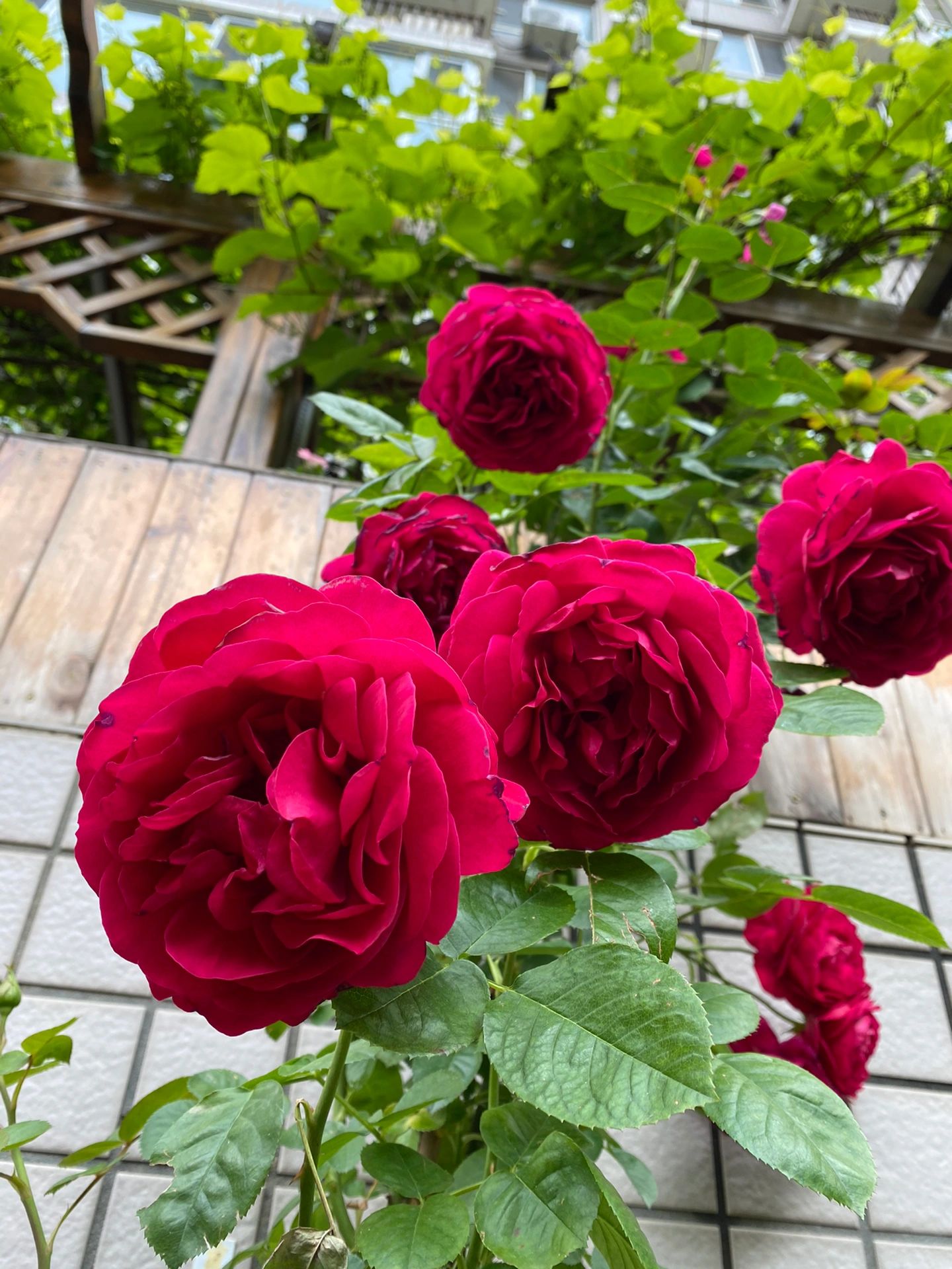 花园鲜花绿植(初夏点点 )-喵神素材库