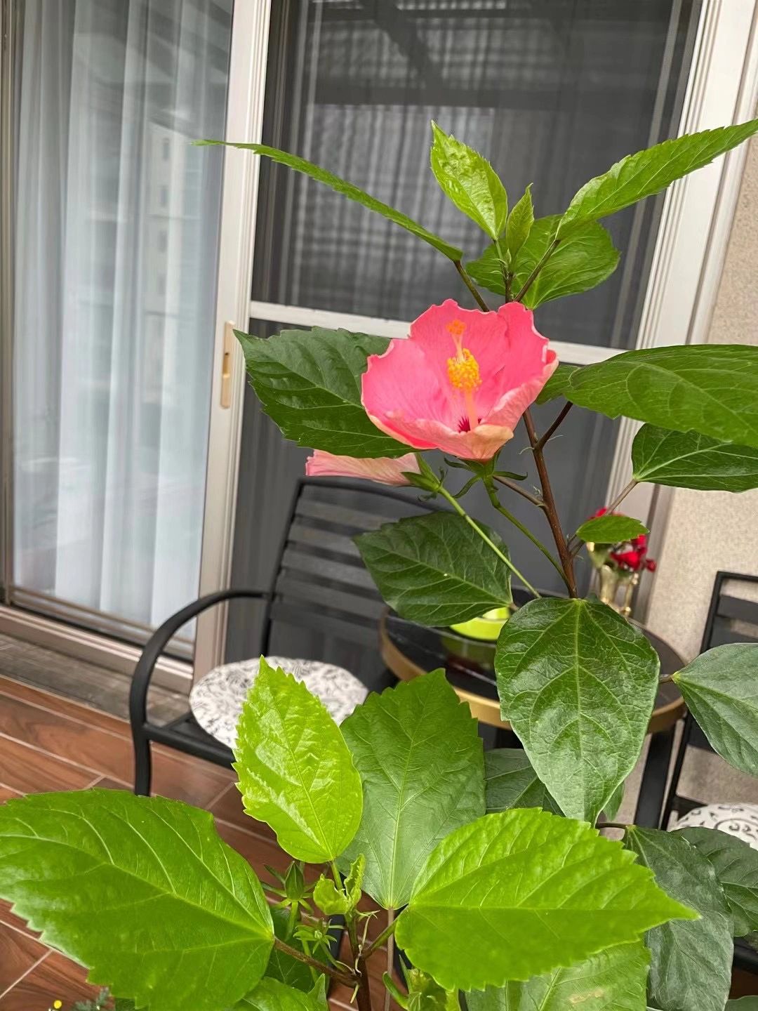 阳台鲜花绿植喝茶(我的茶台和花花草草，美丽的一天 )-喵神素材库
