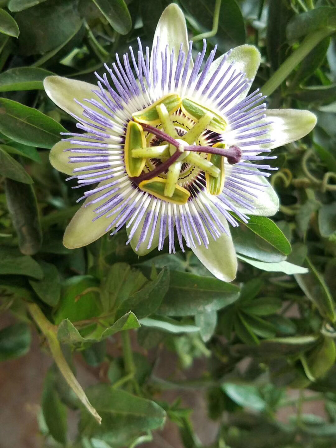 花园鲜花绿植向日葵风景(路边随拍 )-喵神素材库