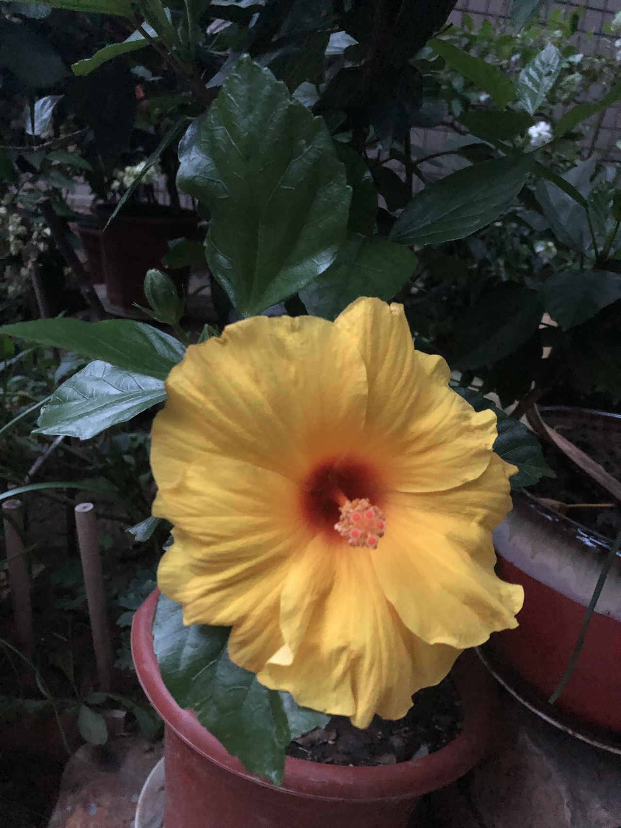 景观庭院鱼池观赏鱼锦鲤金鱼荷花睡莲鲜花种植(出于泥而不染 濯清涟而不妖)-喵神素材库