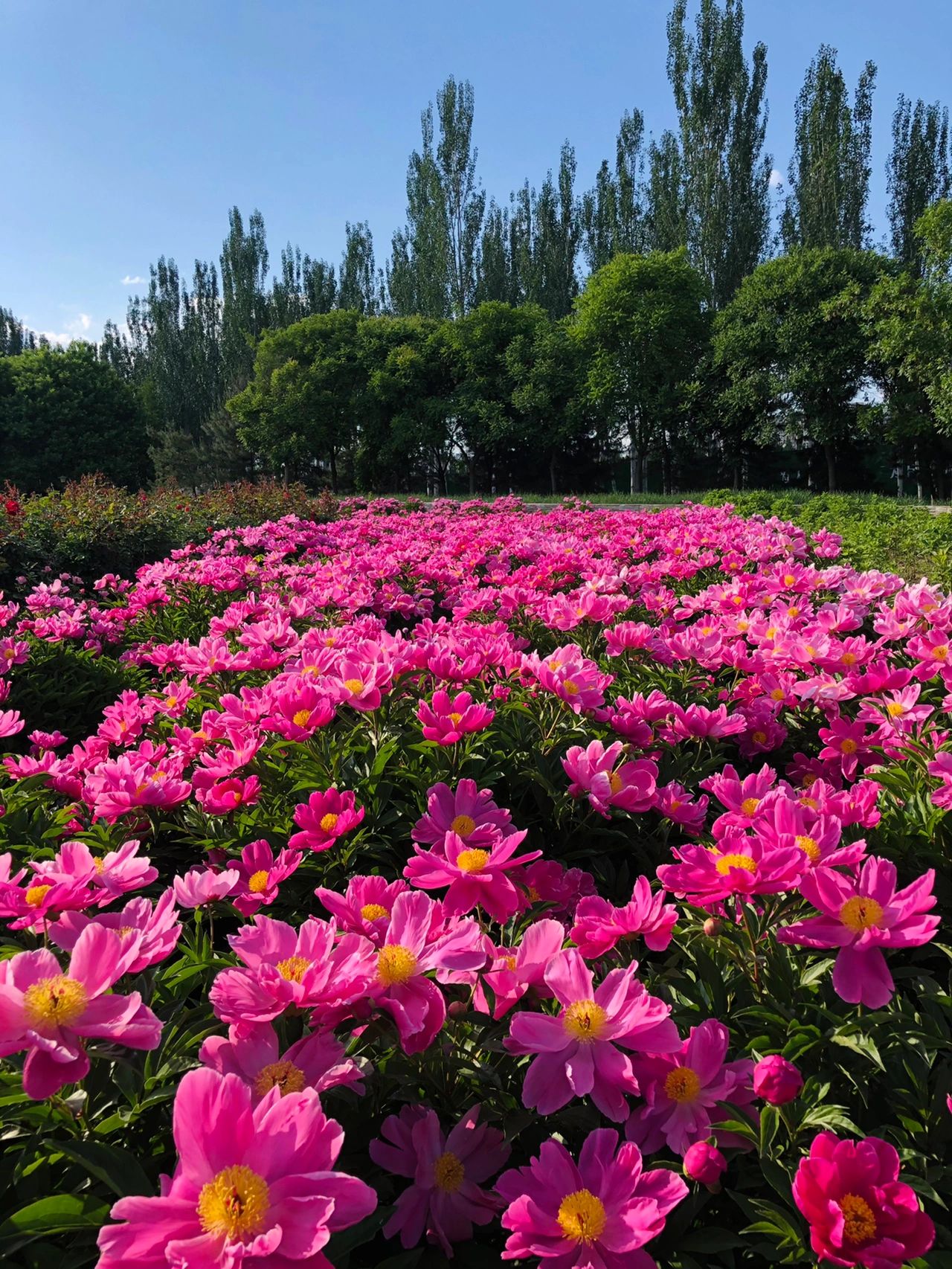 风景拍照鲜花绿植(在开满鲜花的日子里，拥抱阳光，拥抱清风，把途经的风景定格在最美的瞬间，是多么美好的一件事。)-喵神素材库