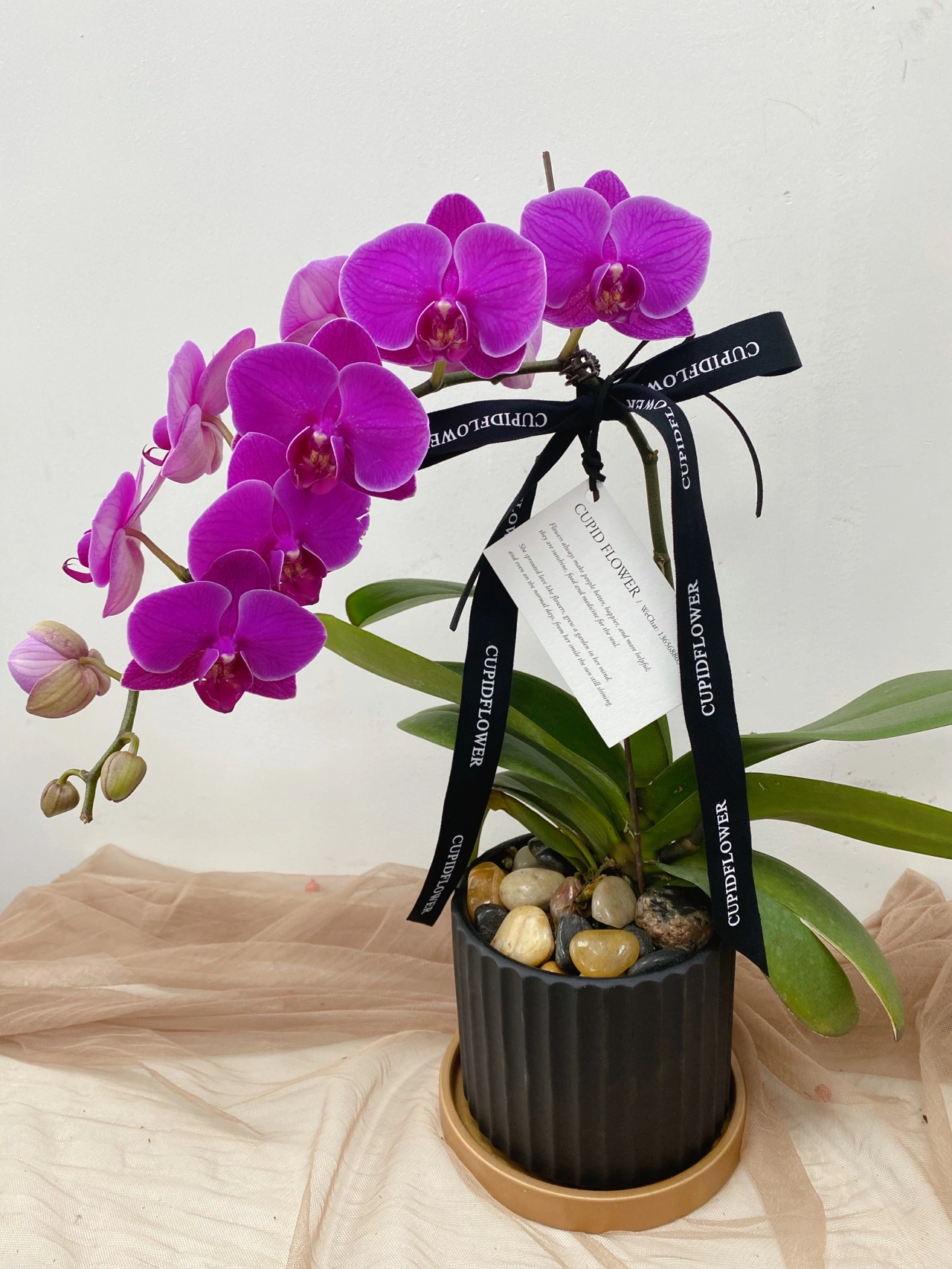 鲜花插花蝴蝶兰(花店  )-喵神素材库
