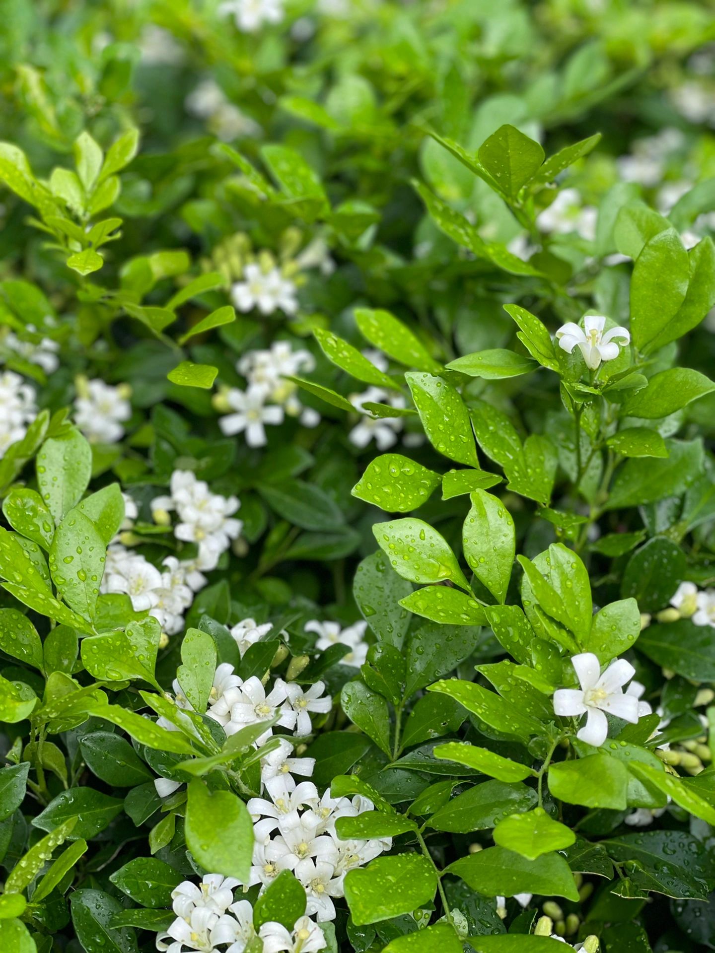 庭院种植鲜花(没有必要为不值得的人浪费时间。)-喵神素材库