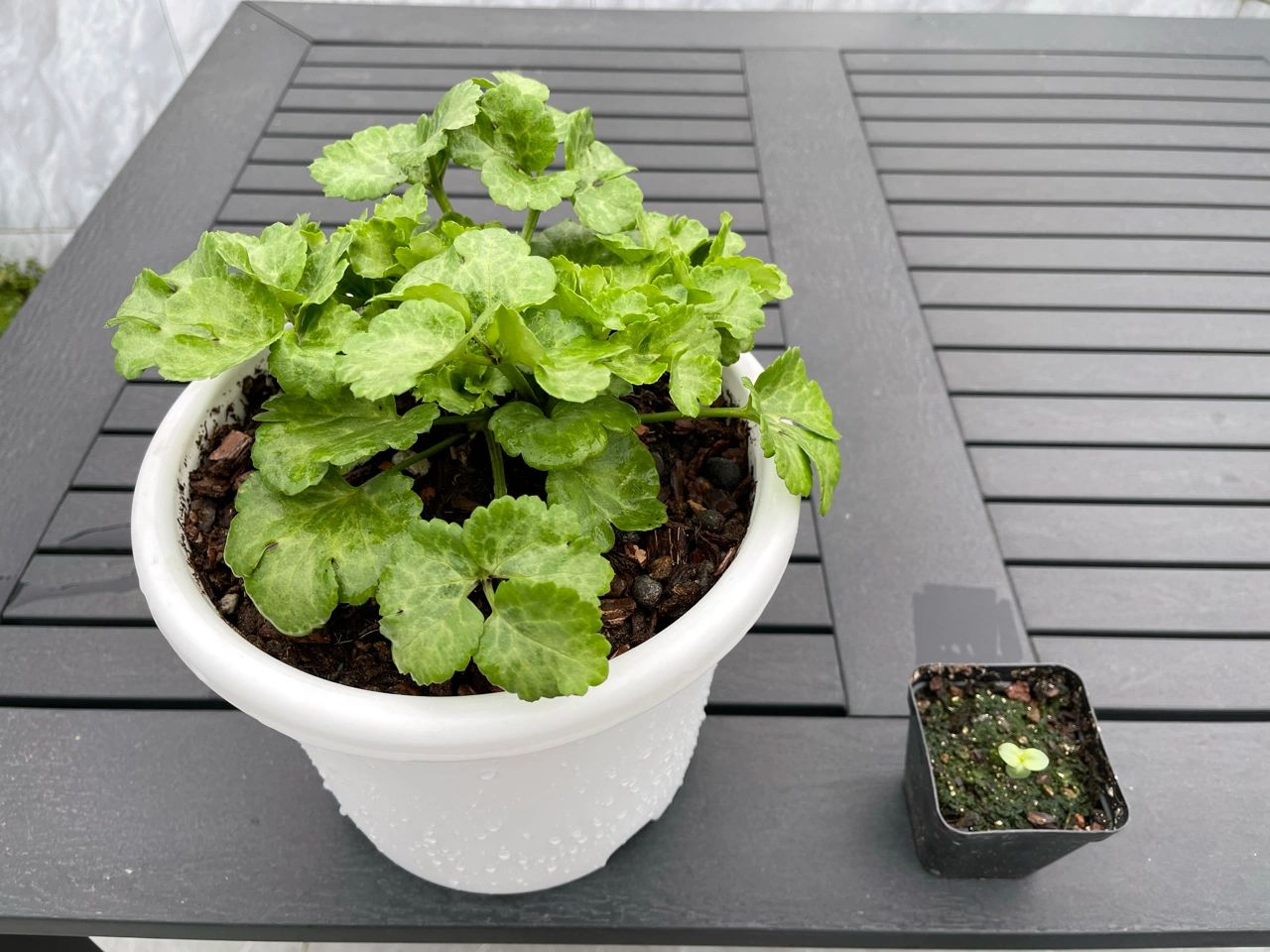 植物鲜花绿植盆栽(花毛梗种起来真的是太有成就感了)-喵神素材库
