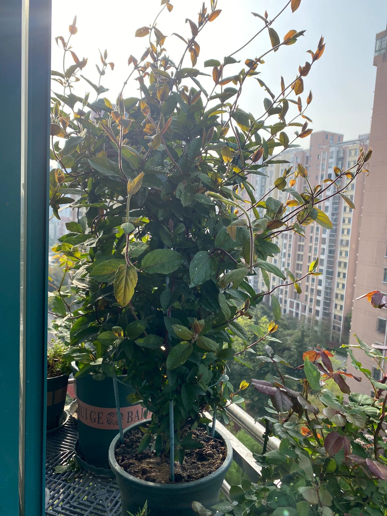 4金银花阳台鲜花绿植(金银花开始长花芽了，静等花开，满室飘香)-喵神素材库