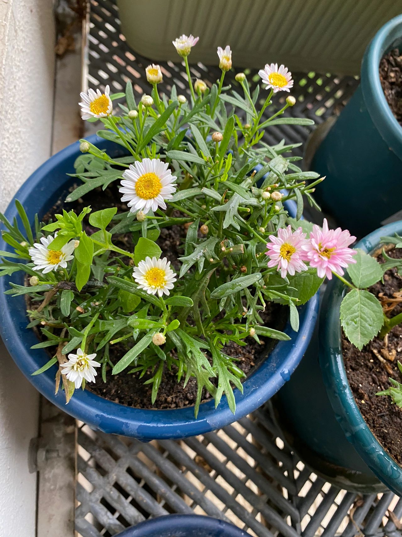 4玛格丽特花阳台鲜花绿植(阳台花园)-喵神素材库