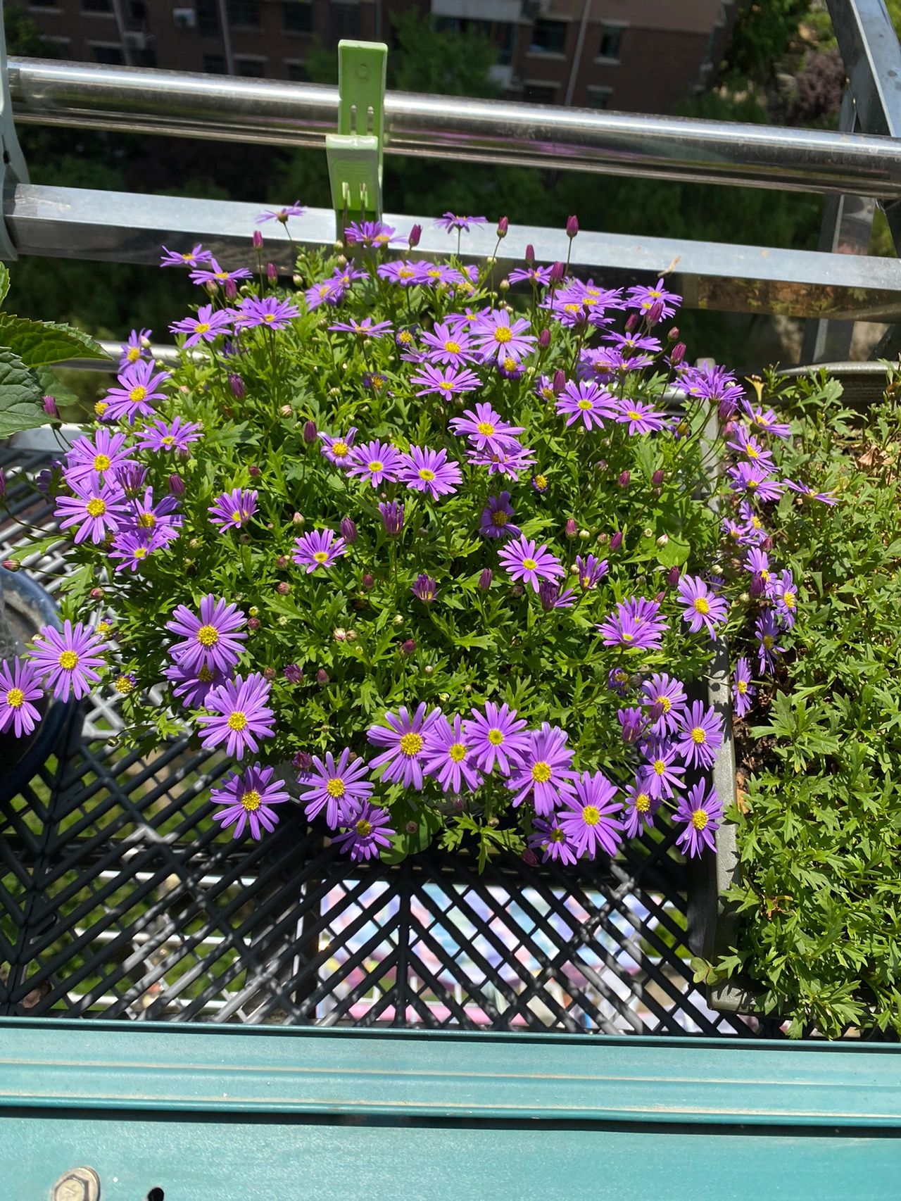 养花鲜花盆栽绿植(开花的，剃头的，扦插的，全部都接上，每天有花看)-喵神素材库