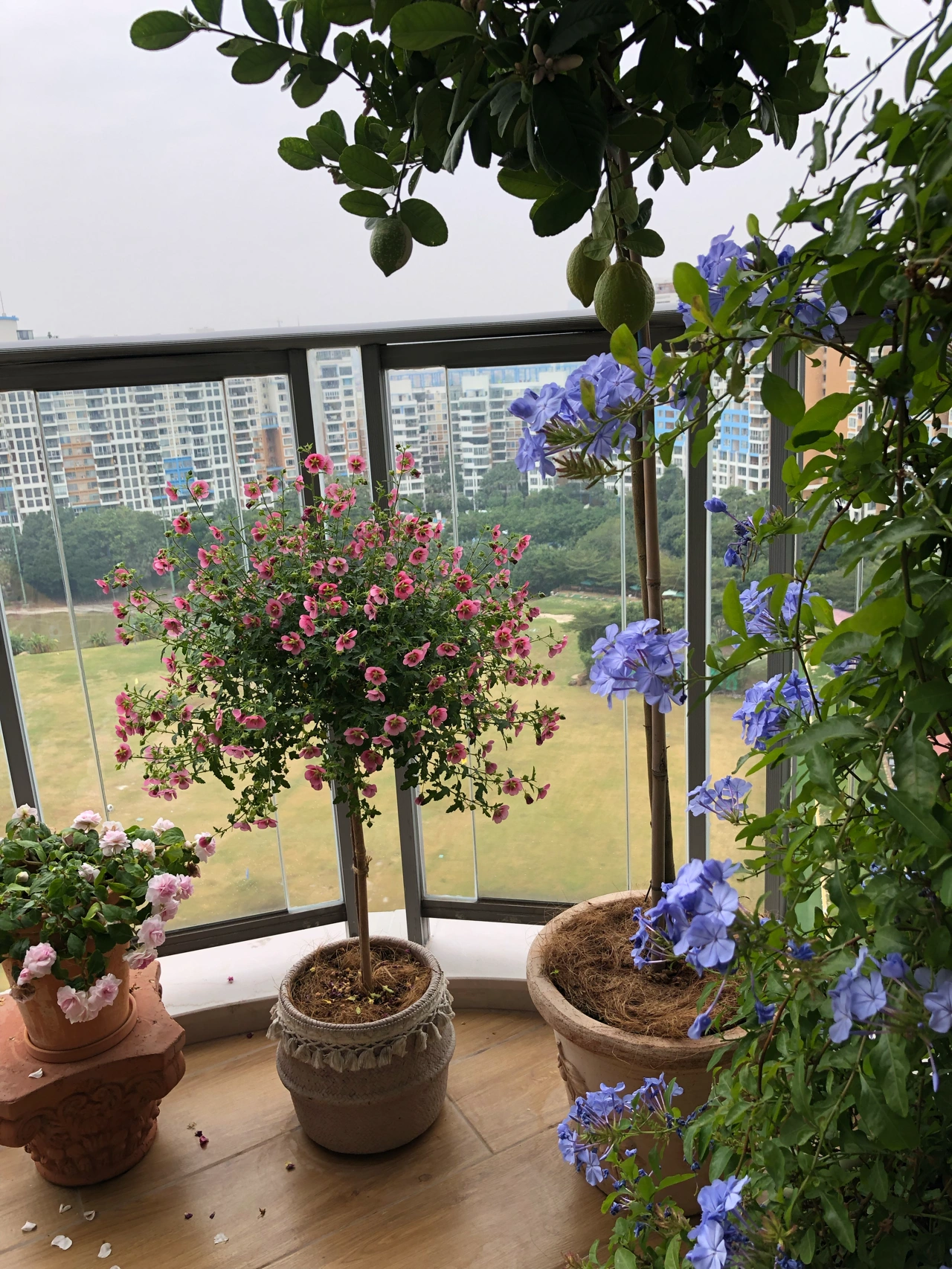 阳台鲜花桌子美食猫(阳台花园  )-喵神素材库