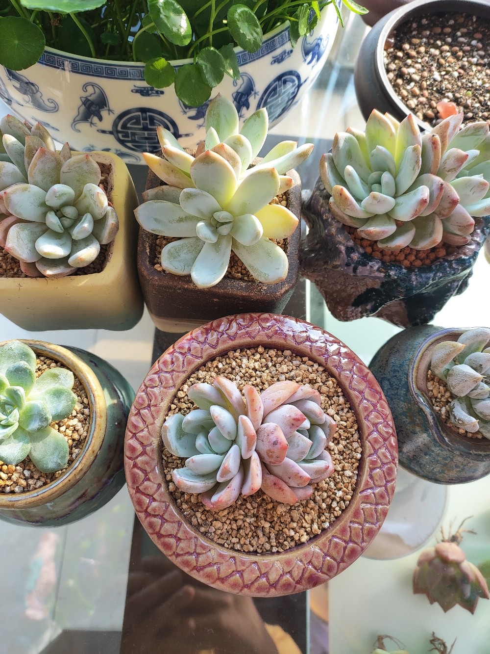 阳台花园鲜花绿植盆栽盆景多肉(橙子很皮实，慢慢上色了 )-喵神素材库