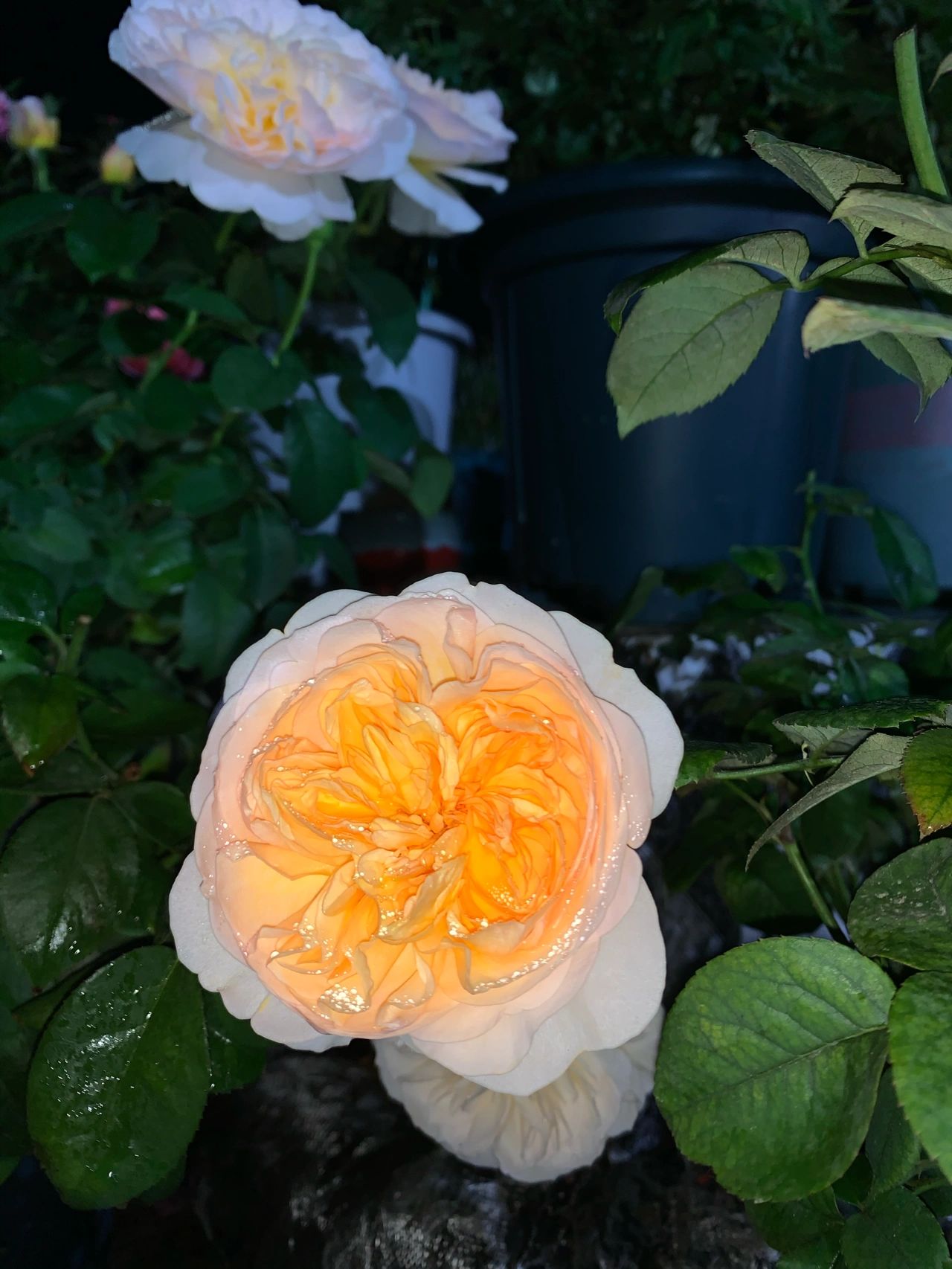 花园鲜花花卉绿植(爱生活爱花开 )-喵神素材库