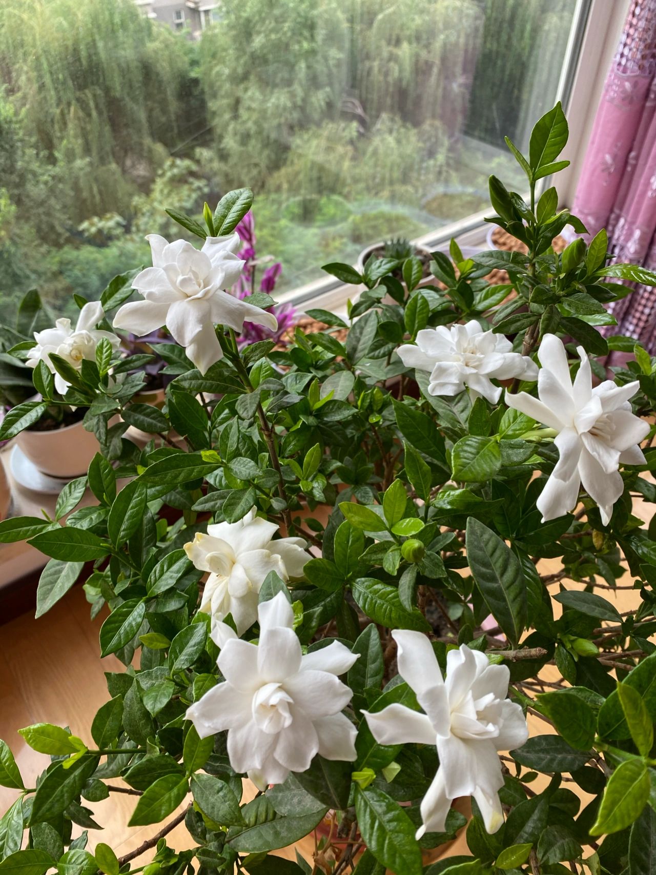 阳台花园植物花卉绿植鲜花多肉庭院栀子花(人静的时候，栀子花的香气好像愈加浓郁了，卧室里暗香浮动，幽幽的又很清新沉醉在花香里，感觉今夜会有好梦)-喵神素材库