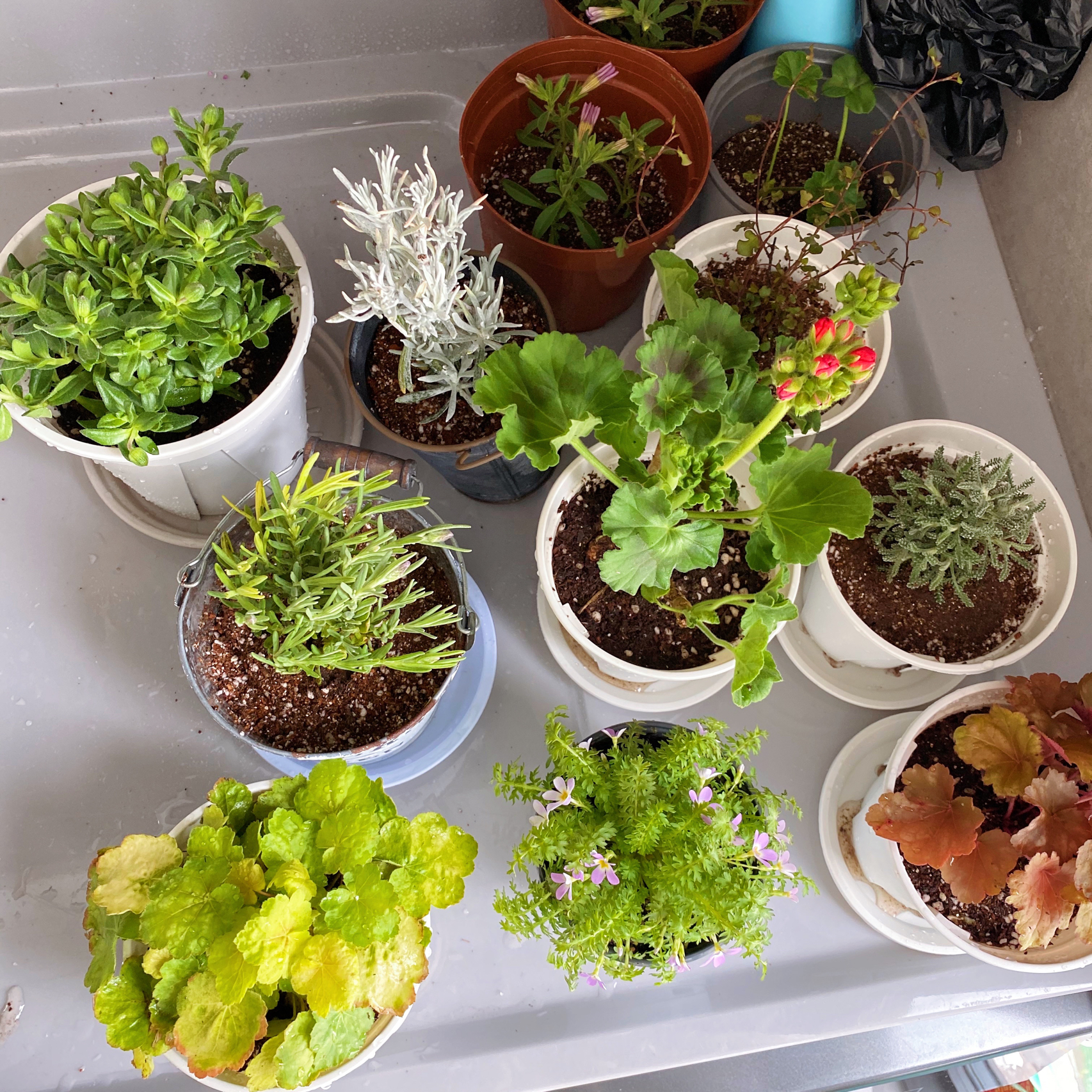 阳台花园鲜花花卉(其实我的阳台还有很多没开花的)-喵神素材库