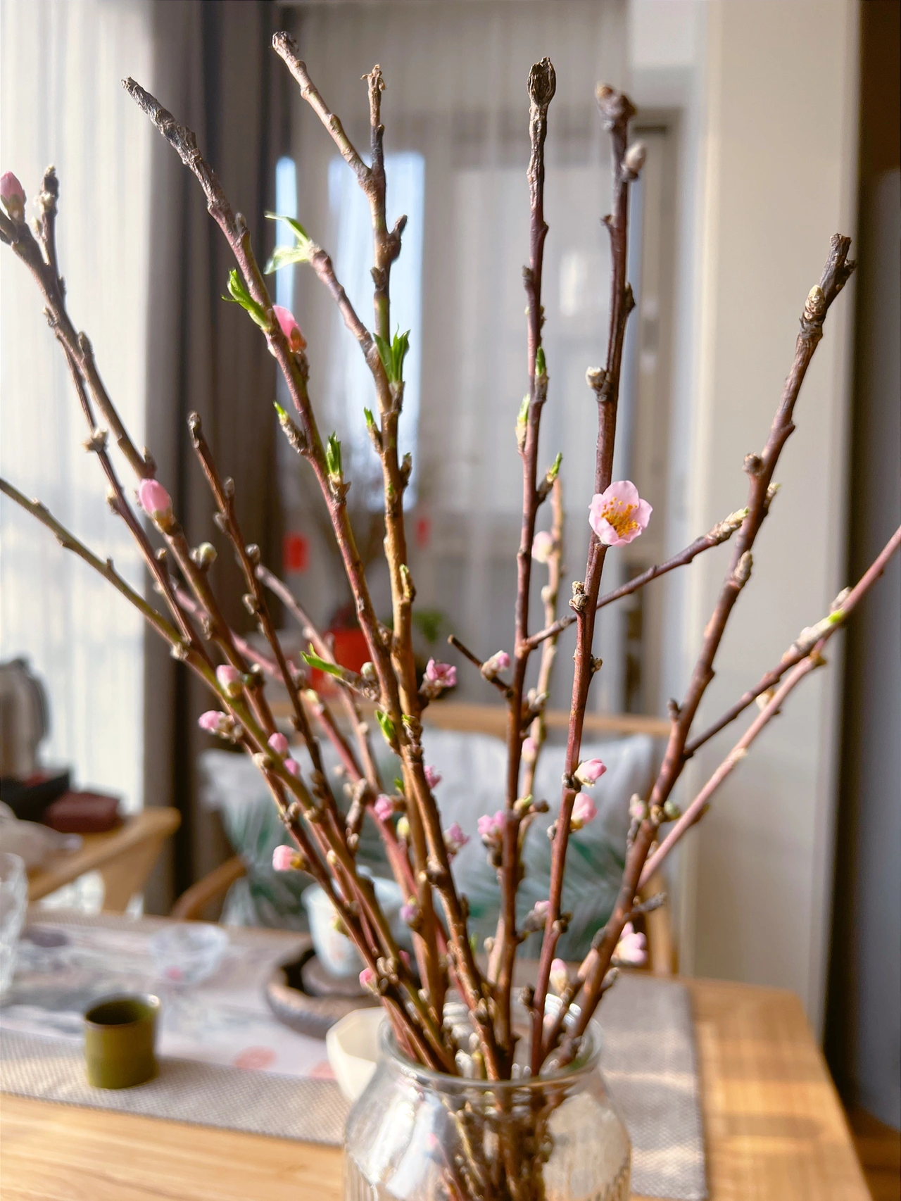花鲜花美丽养花(好看)-喵神素材库