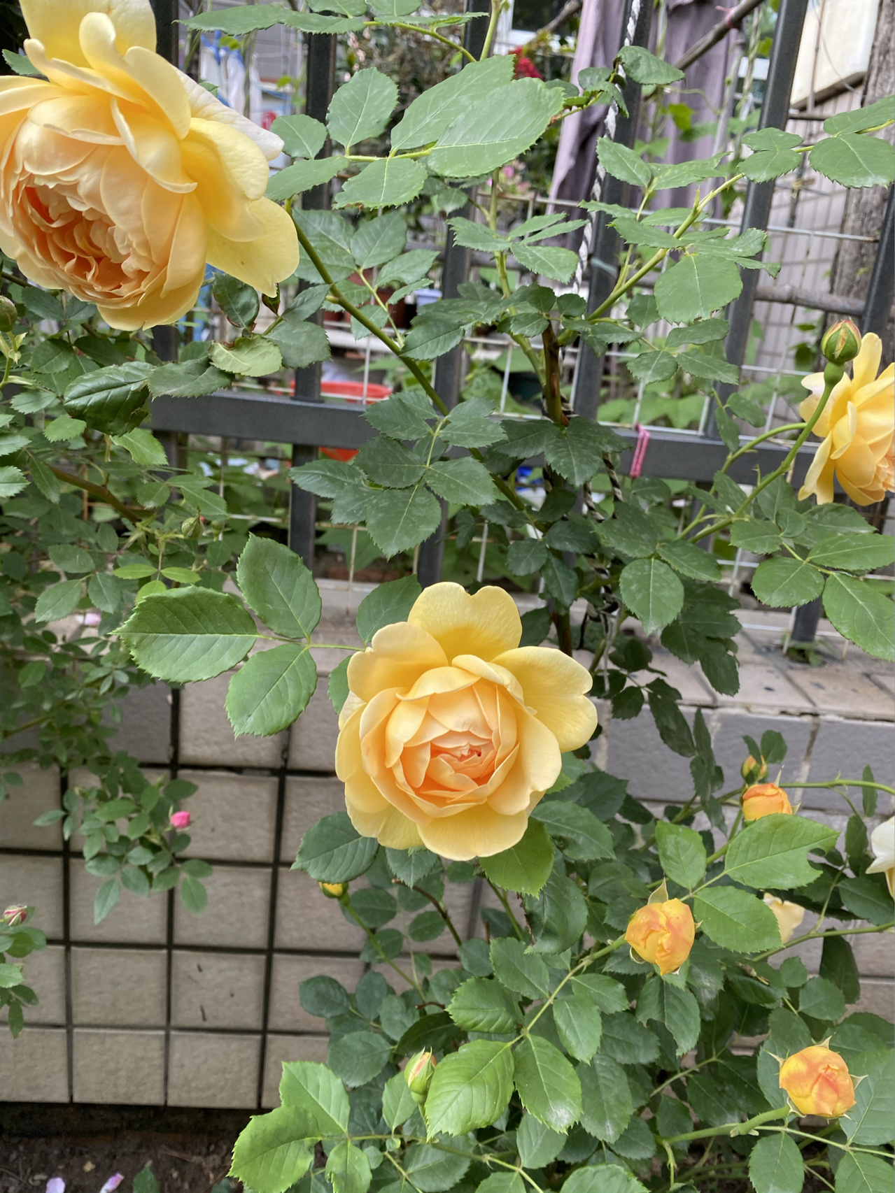 阳台花园庭院种植鲜花月季(这时候的风吹来的都是花香阵阵 )-喵神素材库