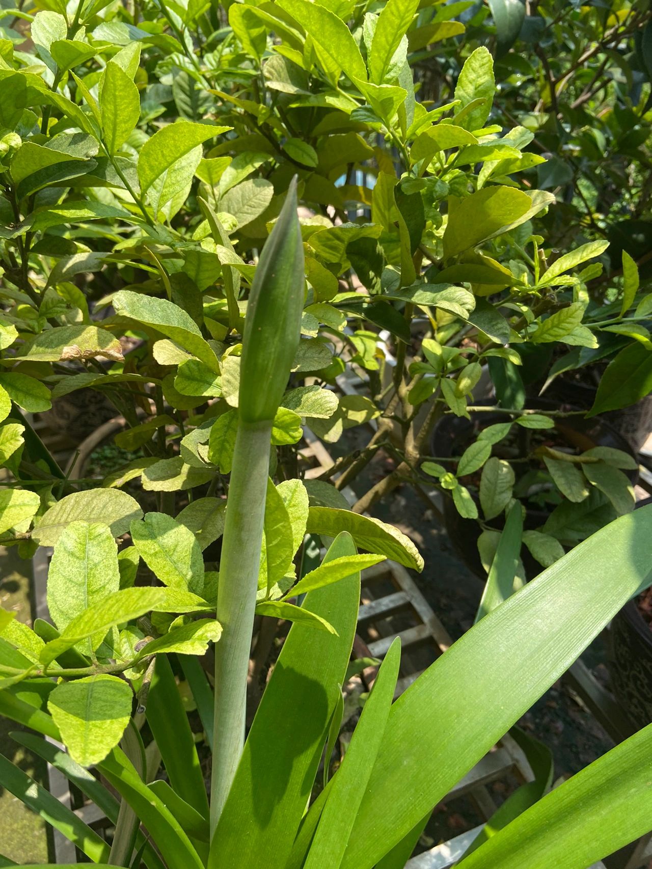 花园鲜花绿植(朱顶红花开了 )-喵神素材库