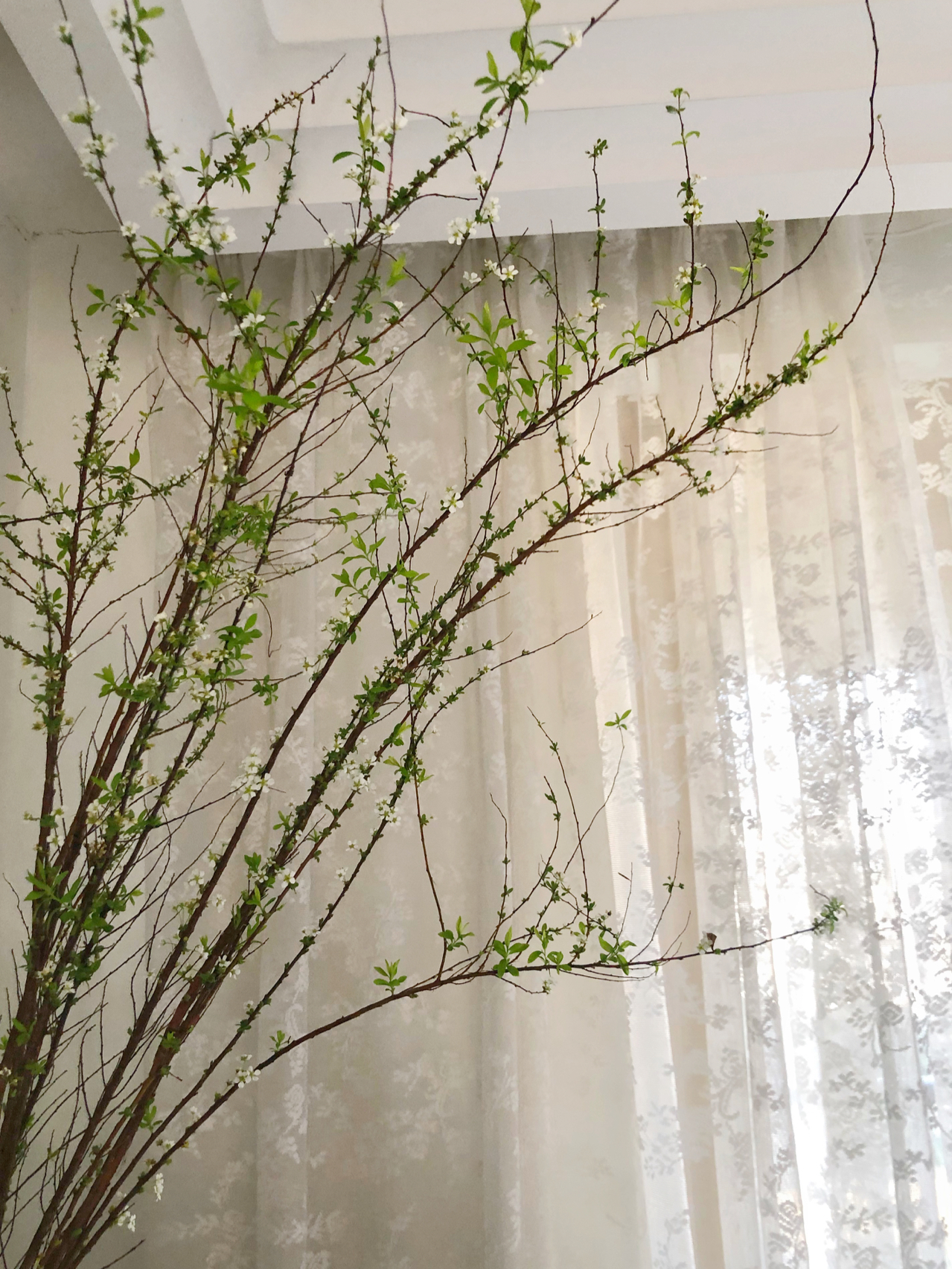 鲜花花卉插花(新年忘了修改收花时间，结果谜藏、大师、小野三束花齐刷刷一起送过来了！还有一大瓶插了半个月的雪柳。新一年的居家小日子，在繁花似锦中开始…… )-喵神素材库