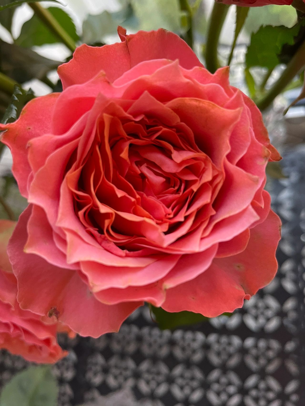阳台鲜花花束(非常靓丽的橘红色)-喵神素材库