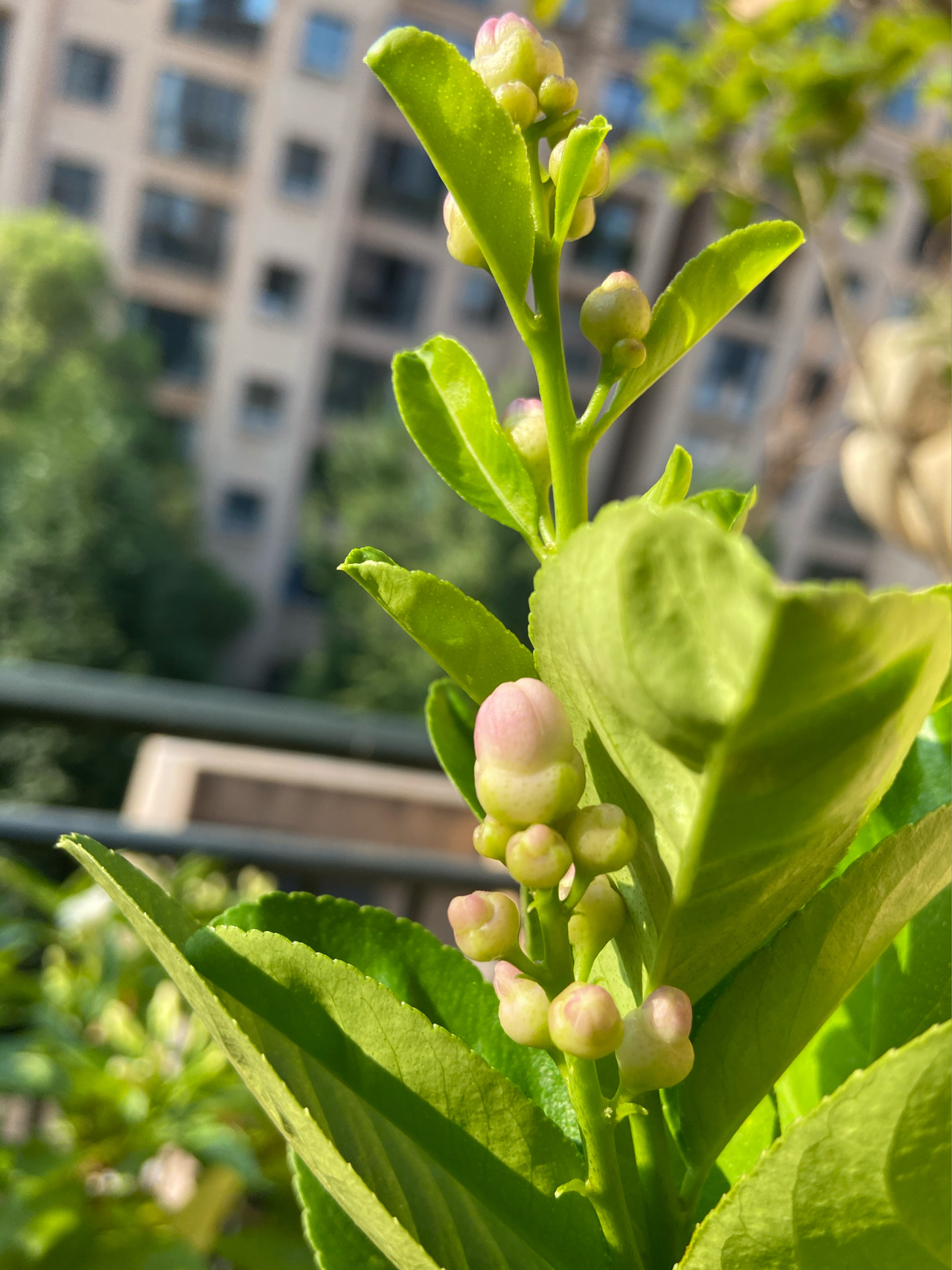 阳台鲜花绿植(开花啦 )-喵神素材库