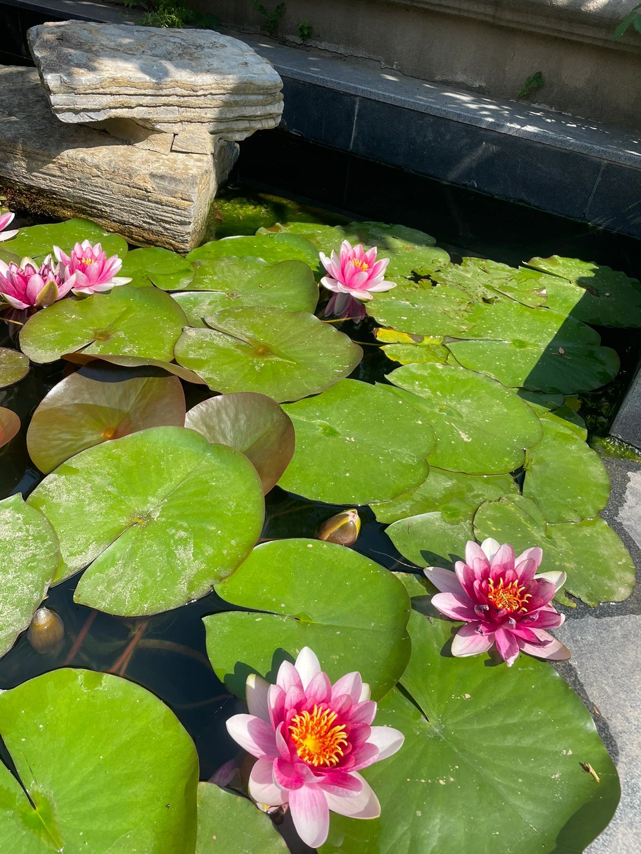 做饭午饭家常饭花园鲜花绿植(多看看美好的事物吧。)-喵神素材库