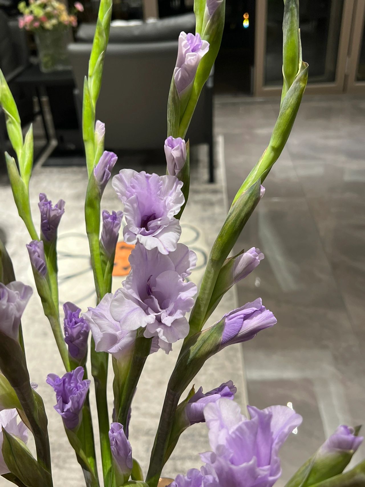 客厅鲜花插花(每周一花)-喵神素材库