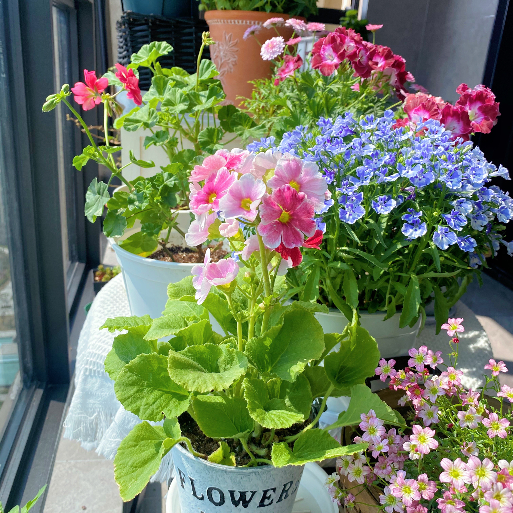 阳台花园鲜花花卉(各有各的美)-喵神素材库
