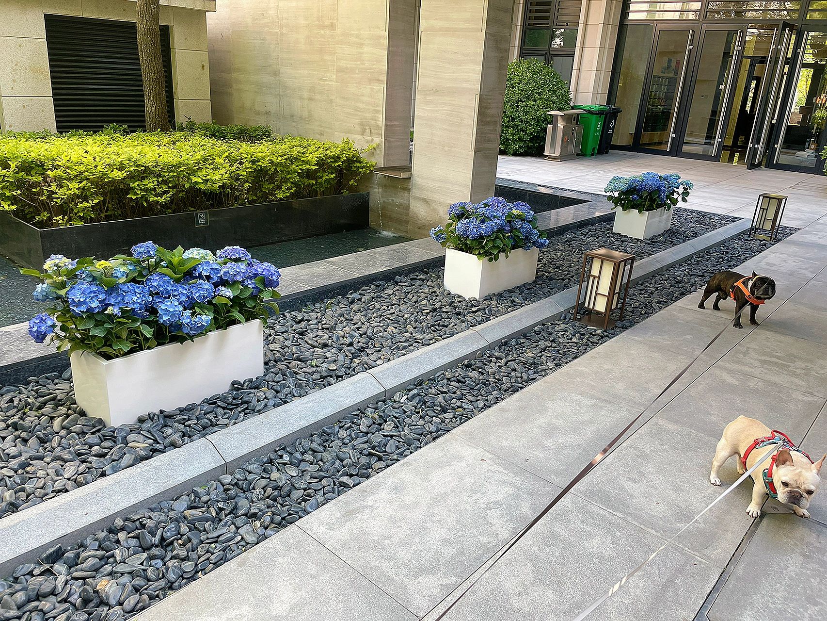 鲜花花卉绿植遛狗(绣球来了夏天还远吗)-喵神素材库