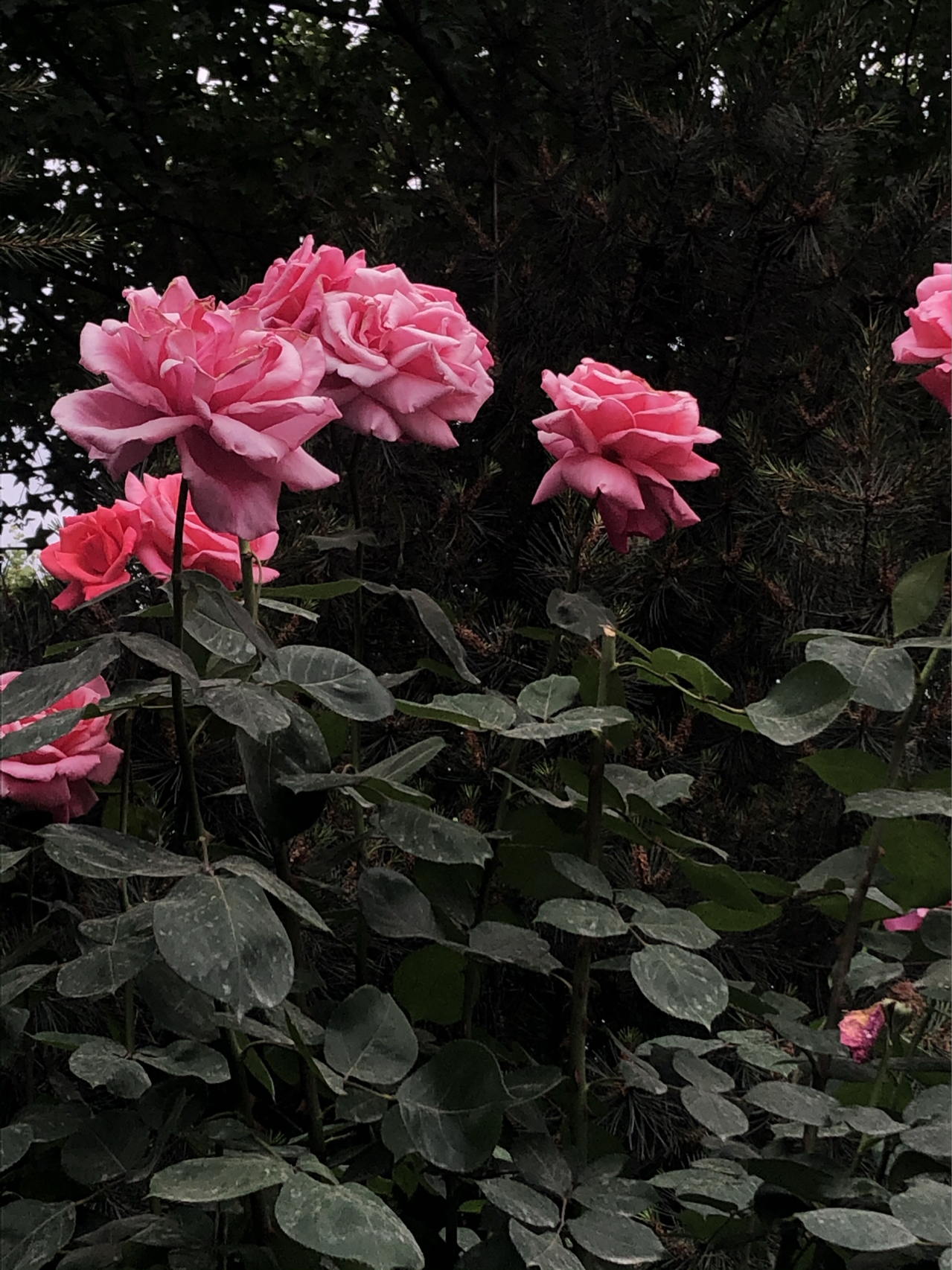 风景摄影拍照鲜花(鲜花日常)-喵神素材库