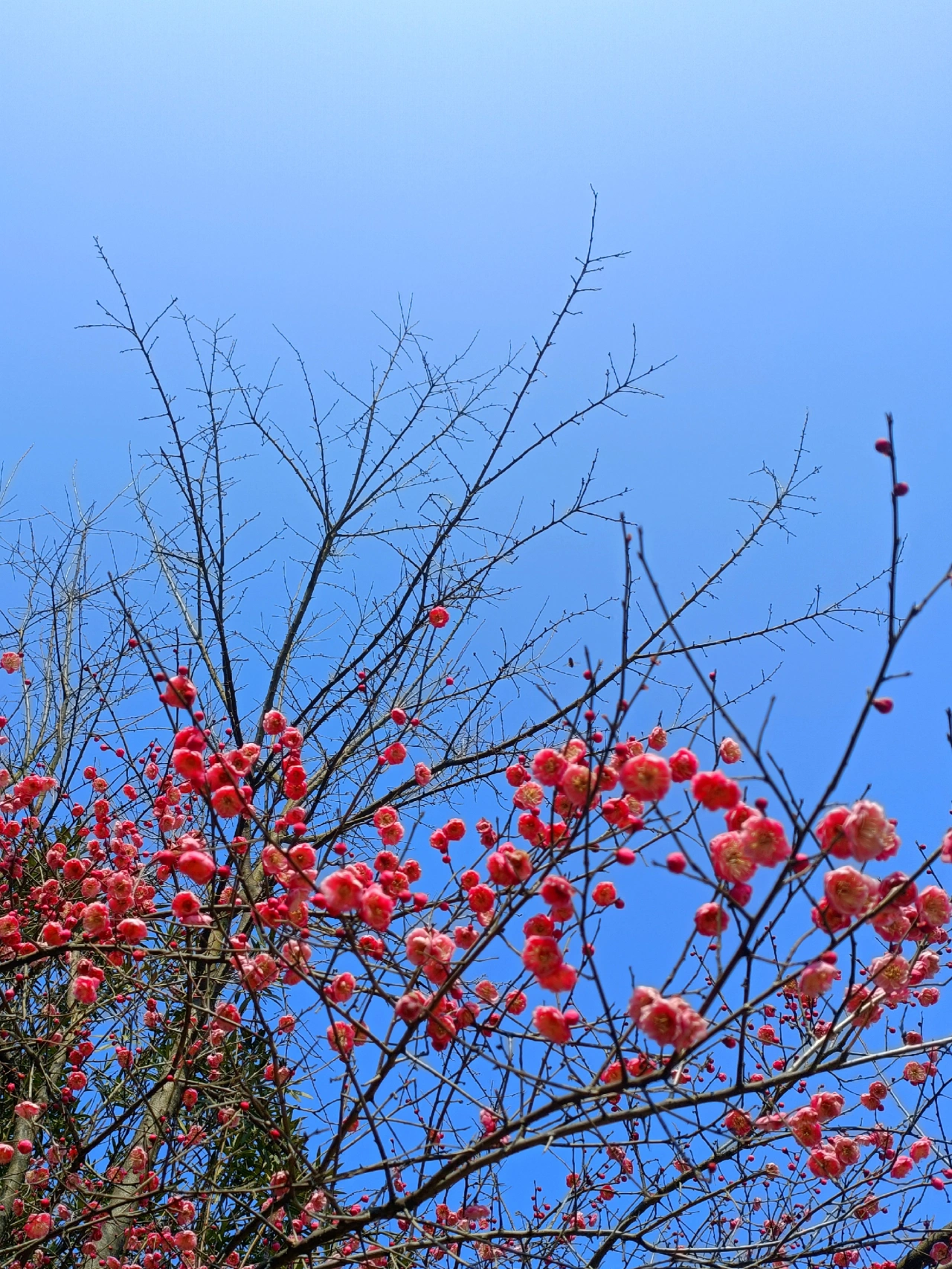 花拍照分享鲜花美丽(公园 )-喵神素材库